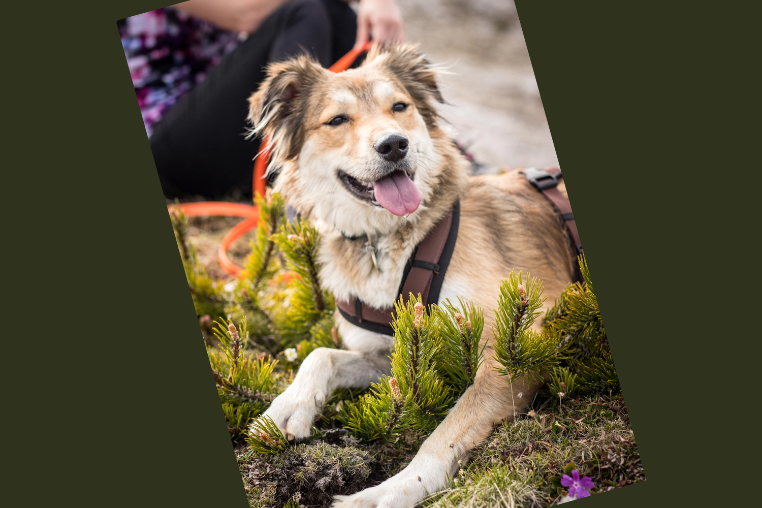 Ein Angsthund findet durch CBD endlich Ruhe