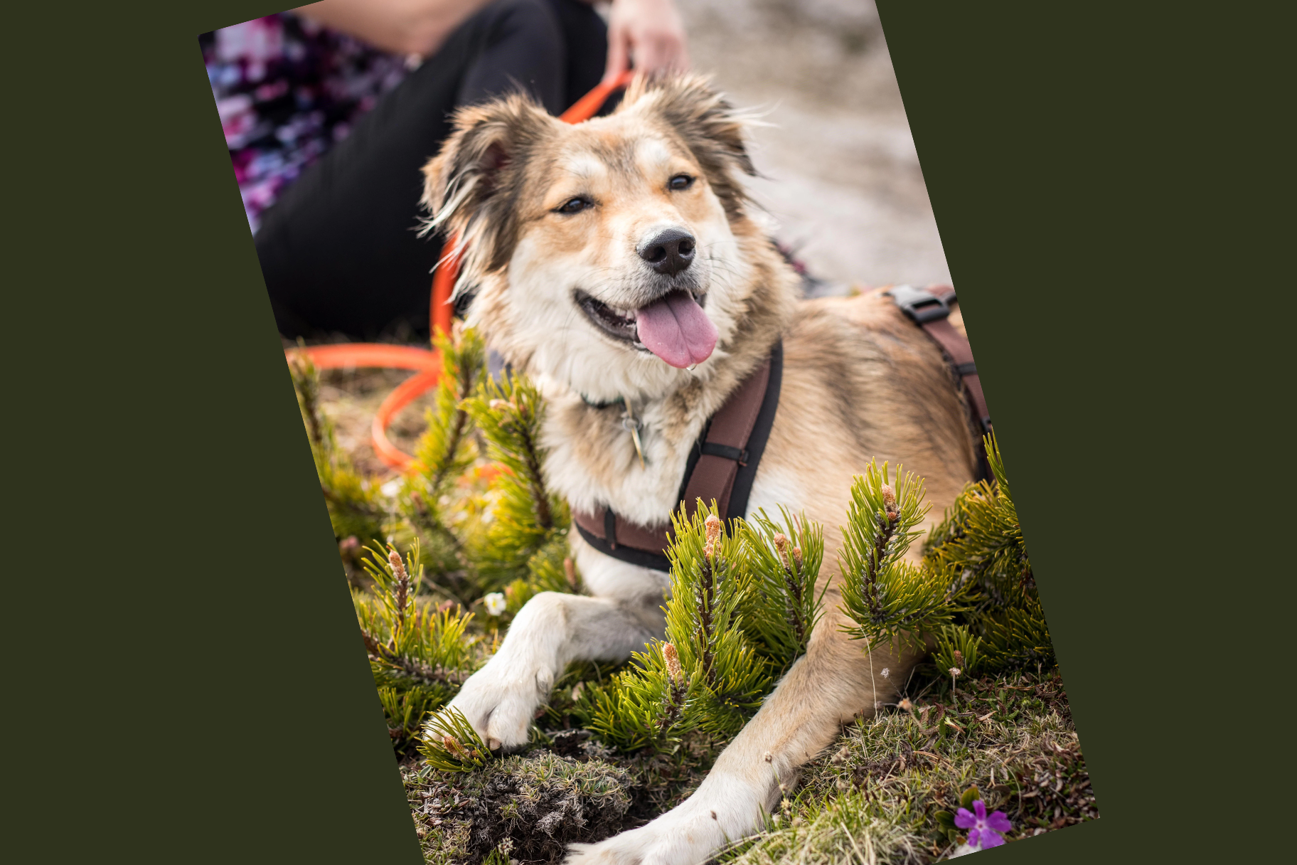 Kundenfoto eines Hundes zum Seewinkler Erfahrungsbericht