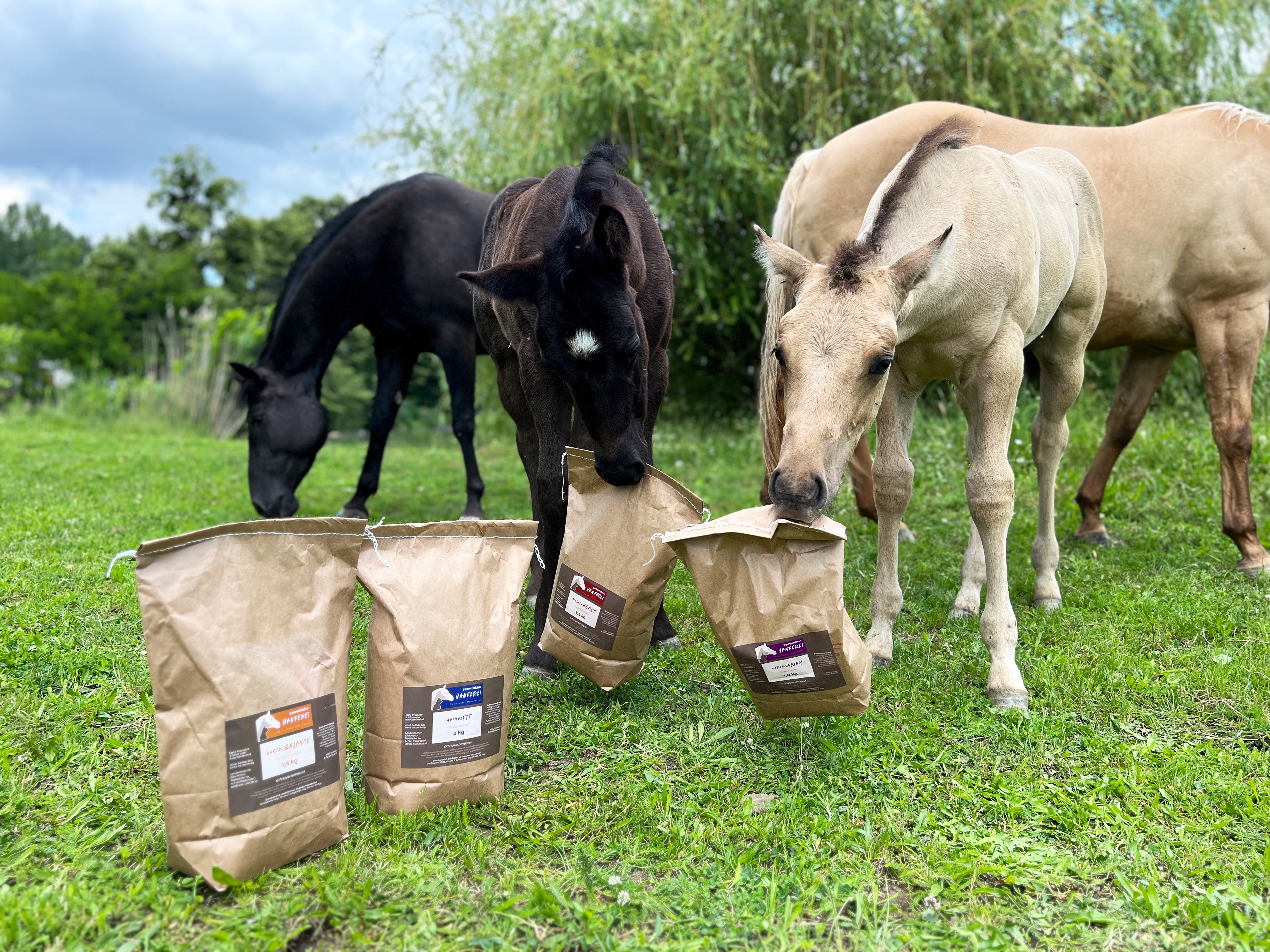 Pferd als Symbolbild für Vitalpilze in Ergänzungsfuttermitteln