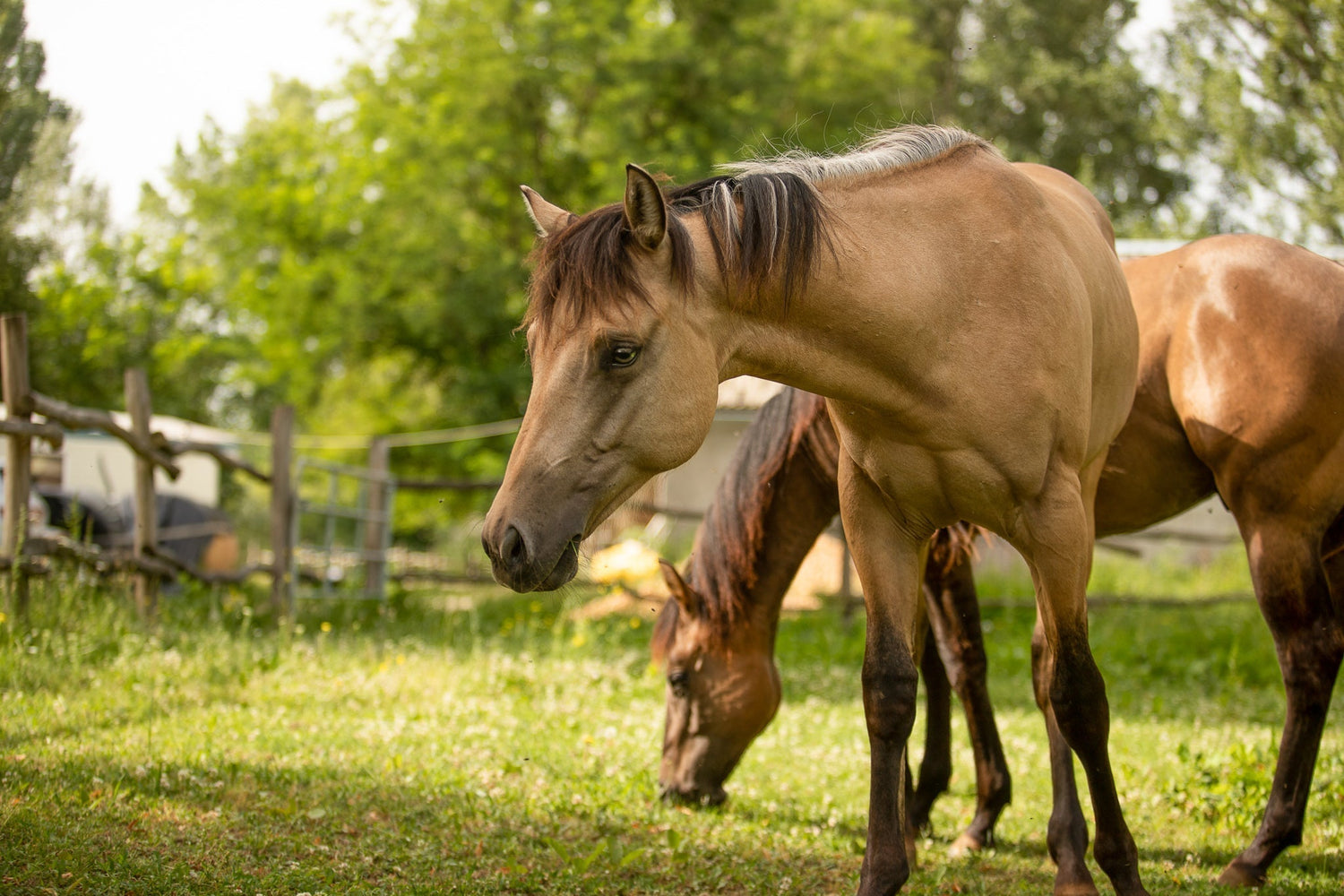 Stoffwechselprobleme bei Pferden & Hunden – natürlich entlasten statt überfordern