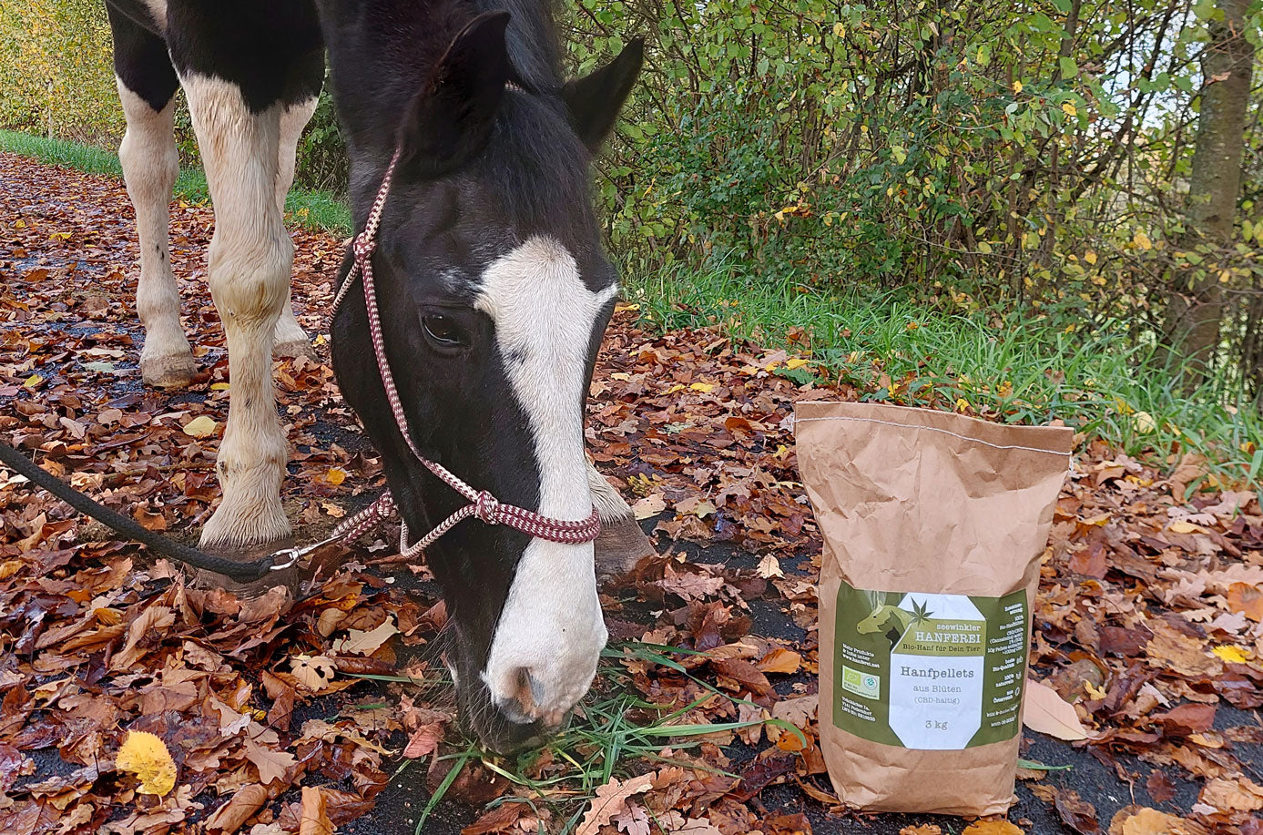 Pferd Boy mit Shivering im Herbstlaub neben Seewinkler CBD-Pellets