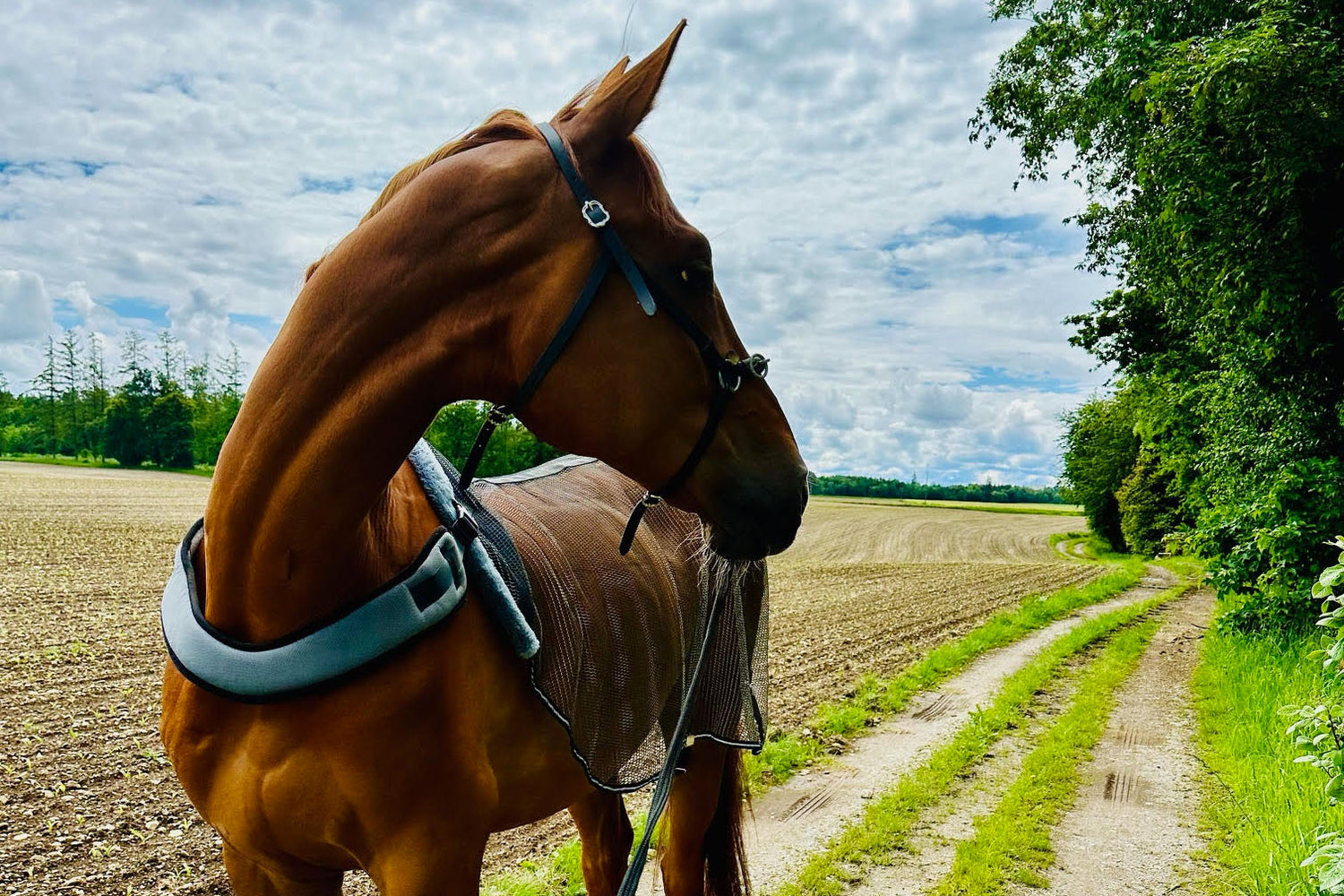 Koliker & Asthmatiker dank Hanfpulver fit und glücklich