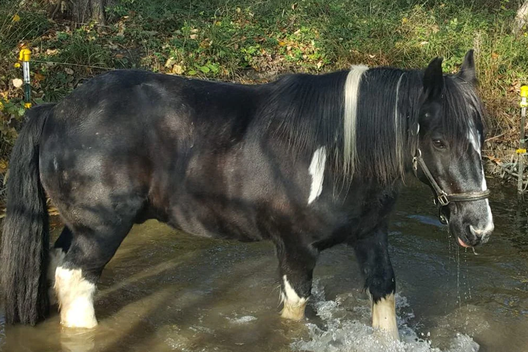 Kundenfoto eines Pferdes zum Seewinkler Erfahrungsbericht