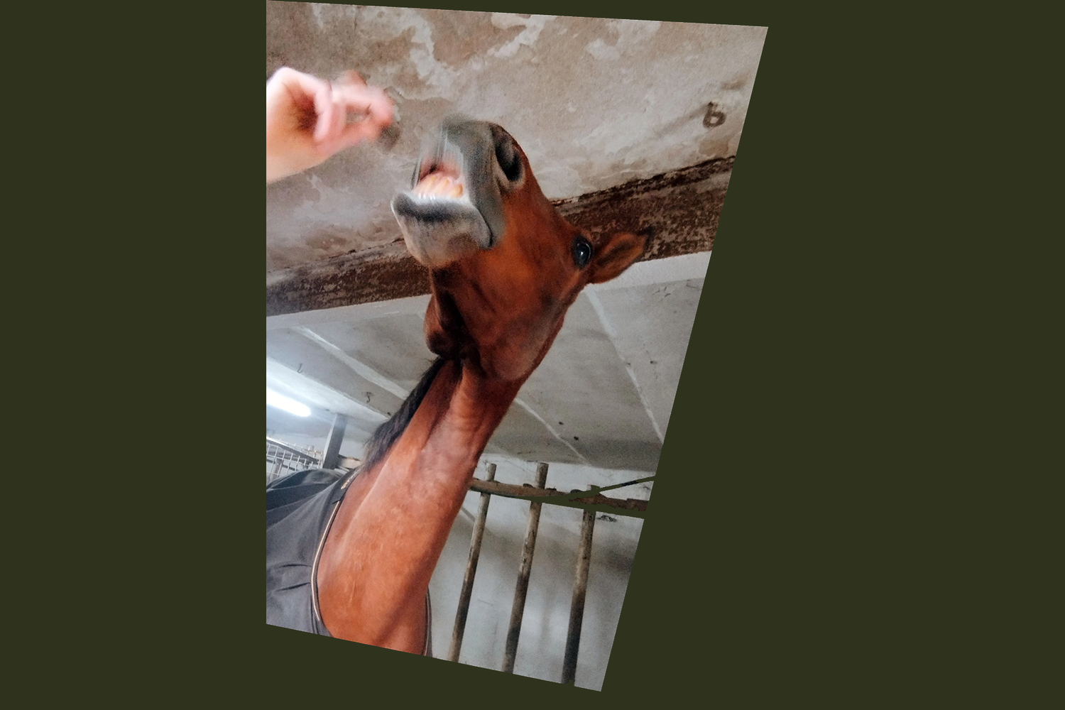 Nando ist dank der Hanfpellets entspannt & motiviert