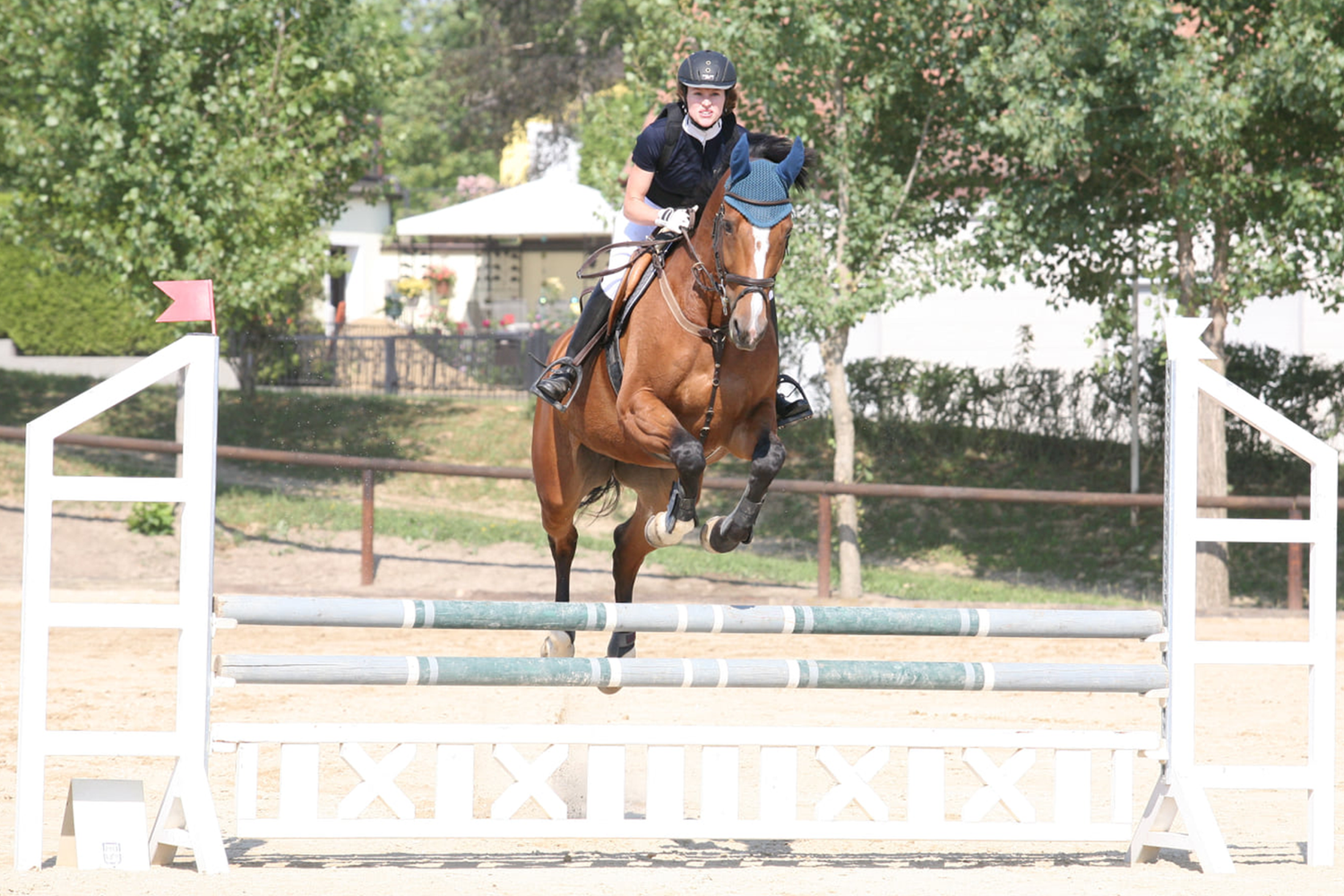 Prinzessin mit Verletzungen, Nervenproblemen, PSSM2 und Augenproblemen