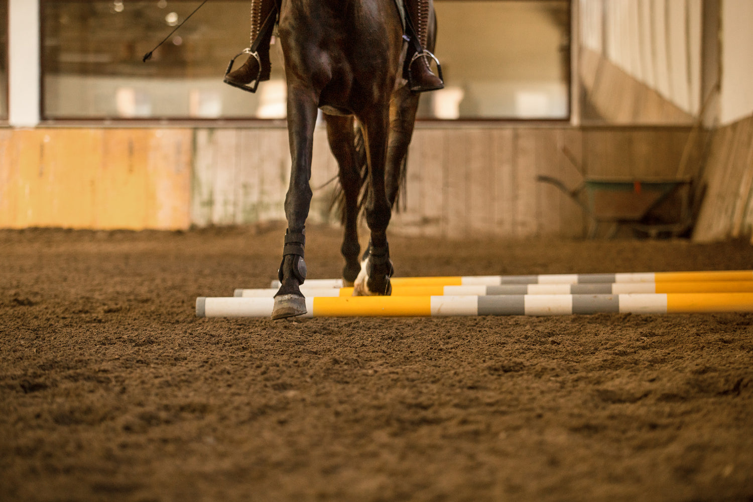 Arthrose beim Pferd – eine degenerative Krankheit