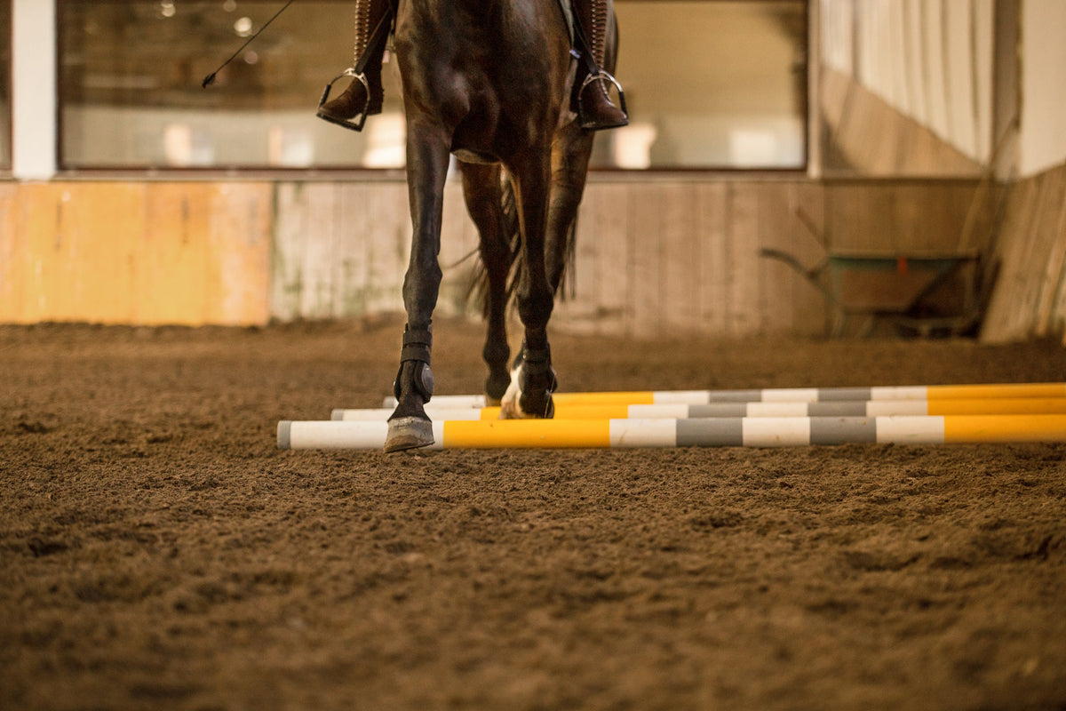 Älteres Pferd in Bewegung – Arthrose erkennen und begleiten