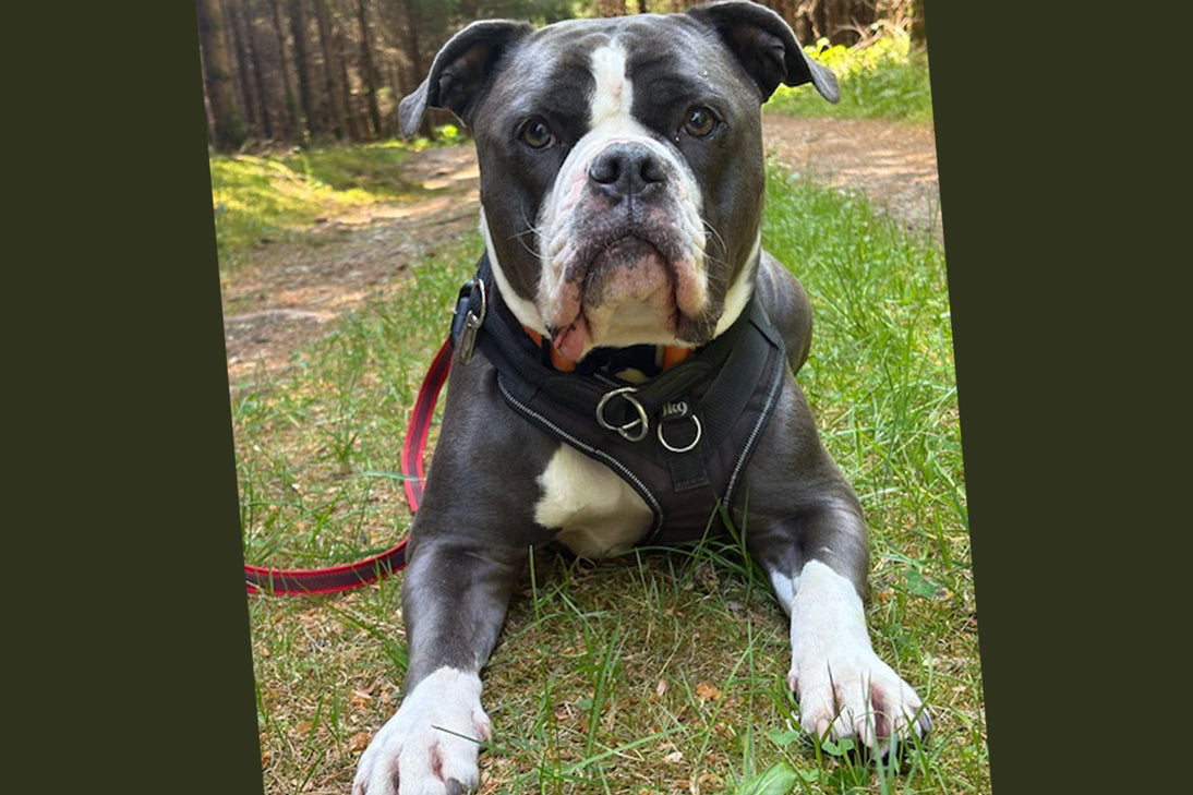 Kundenfoto eines Hundes zum Seewinkler Erfahrungsbericht