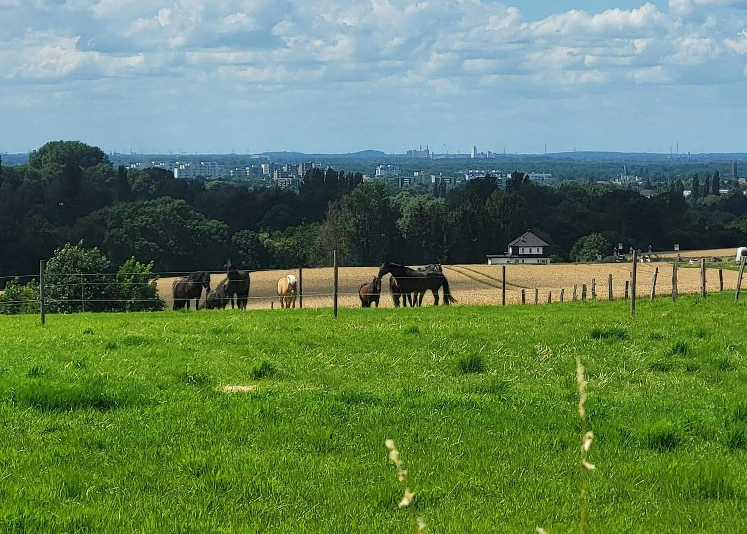 Holsteiner dank stressAWAY entspannt in der Herde