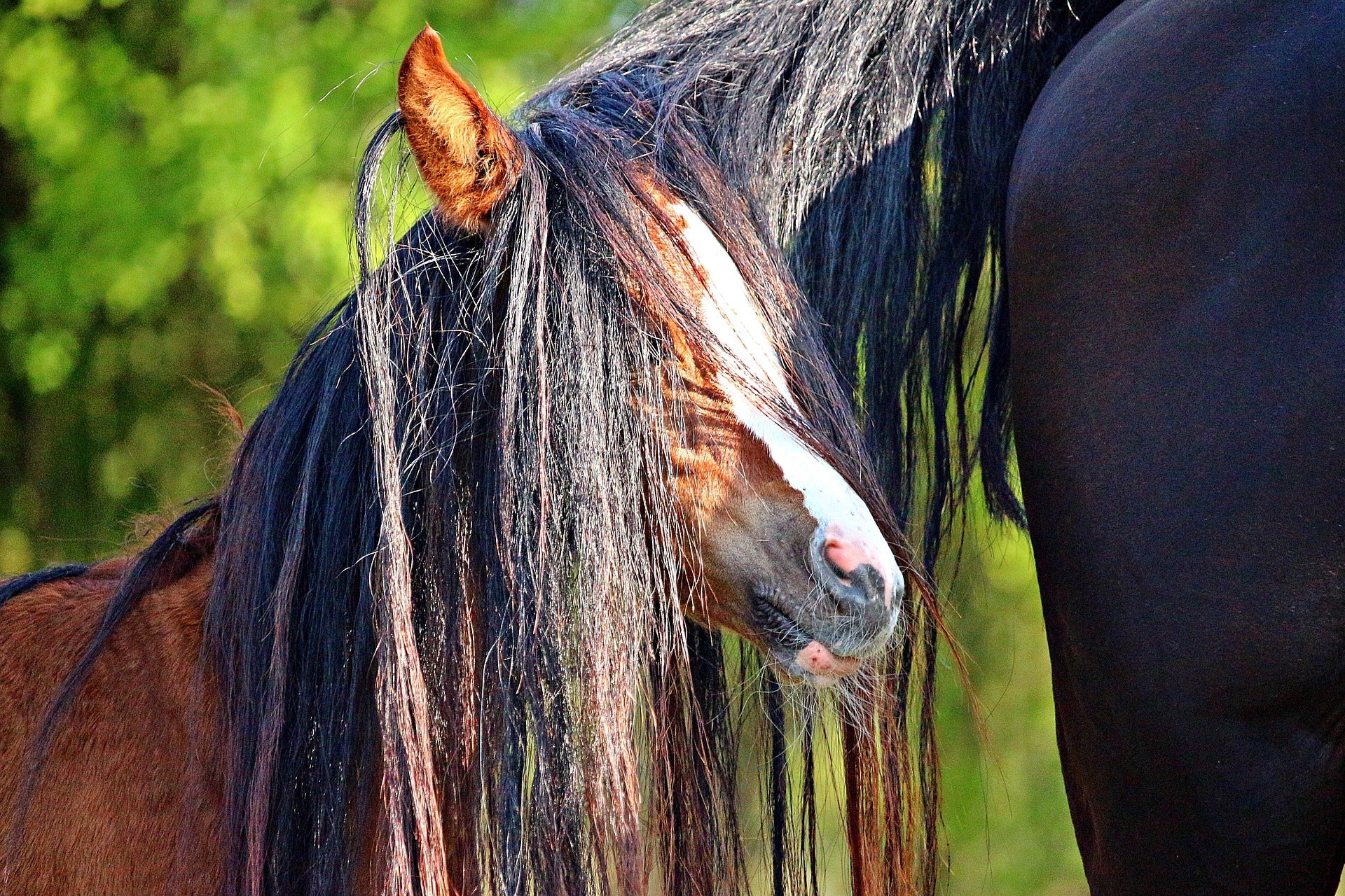 Pferdekopf – Headshaking und Koppen unterscheiden