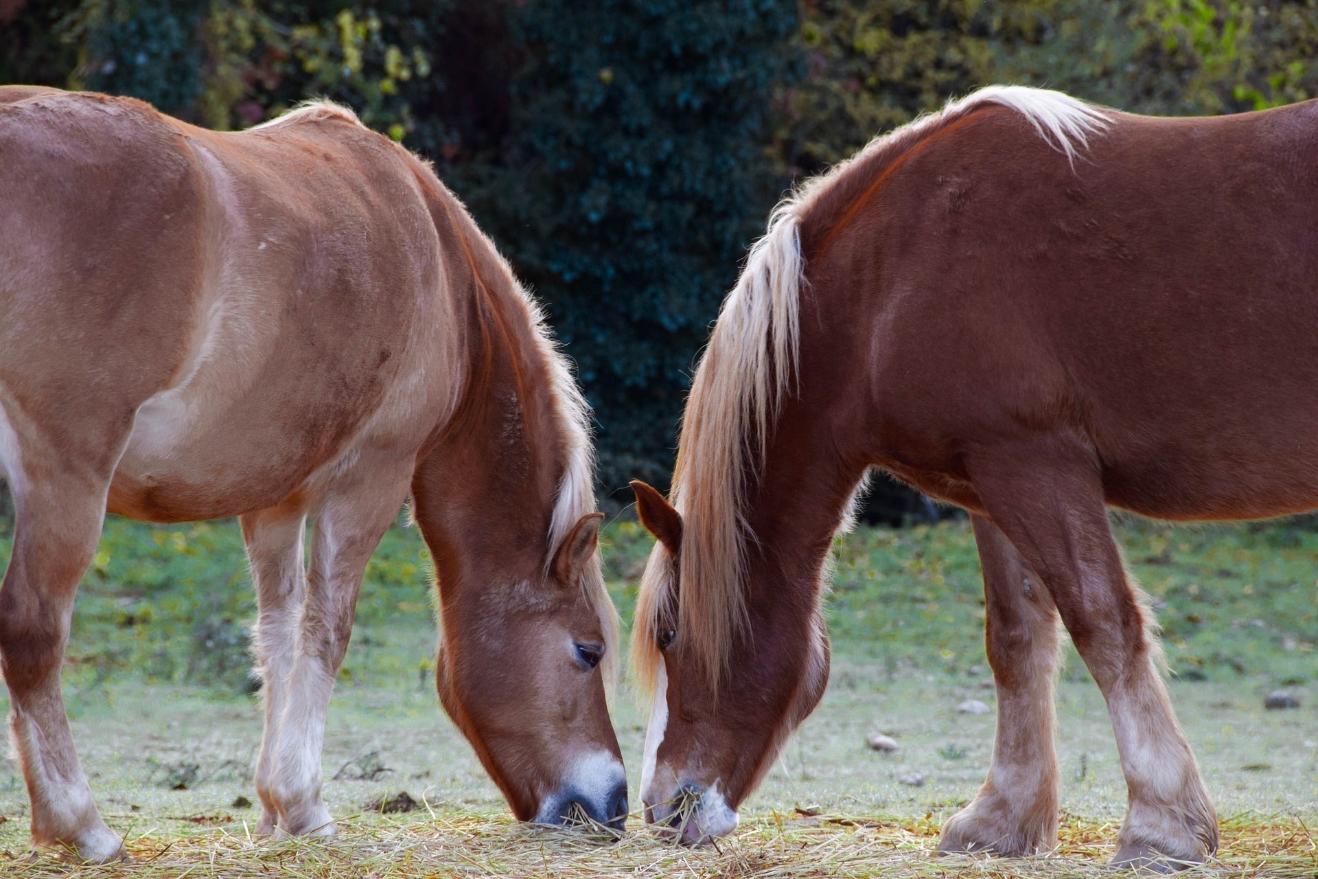 Pferd auf einer Weide – Fruktan und Weidemanagement