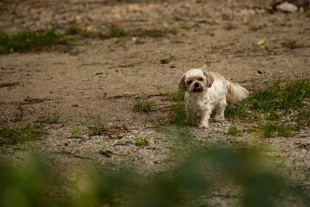 seewinkler Hund auf der Wiese