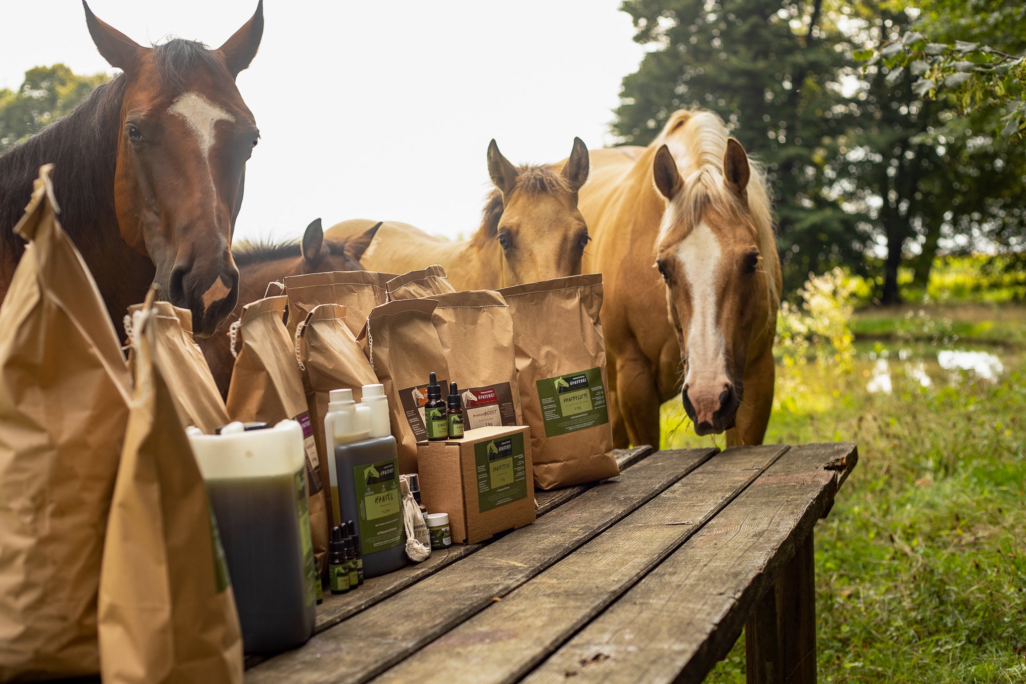 Pferde mit Hanf und Vitalpilz Produkten im seewinkel