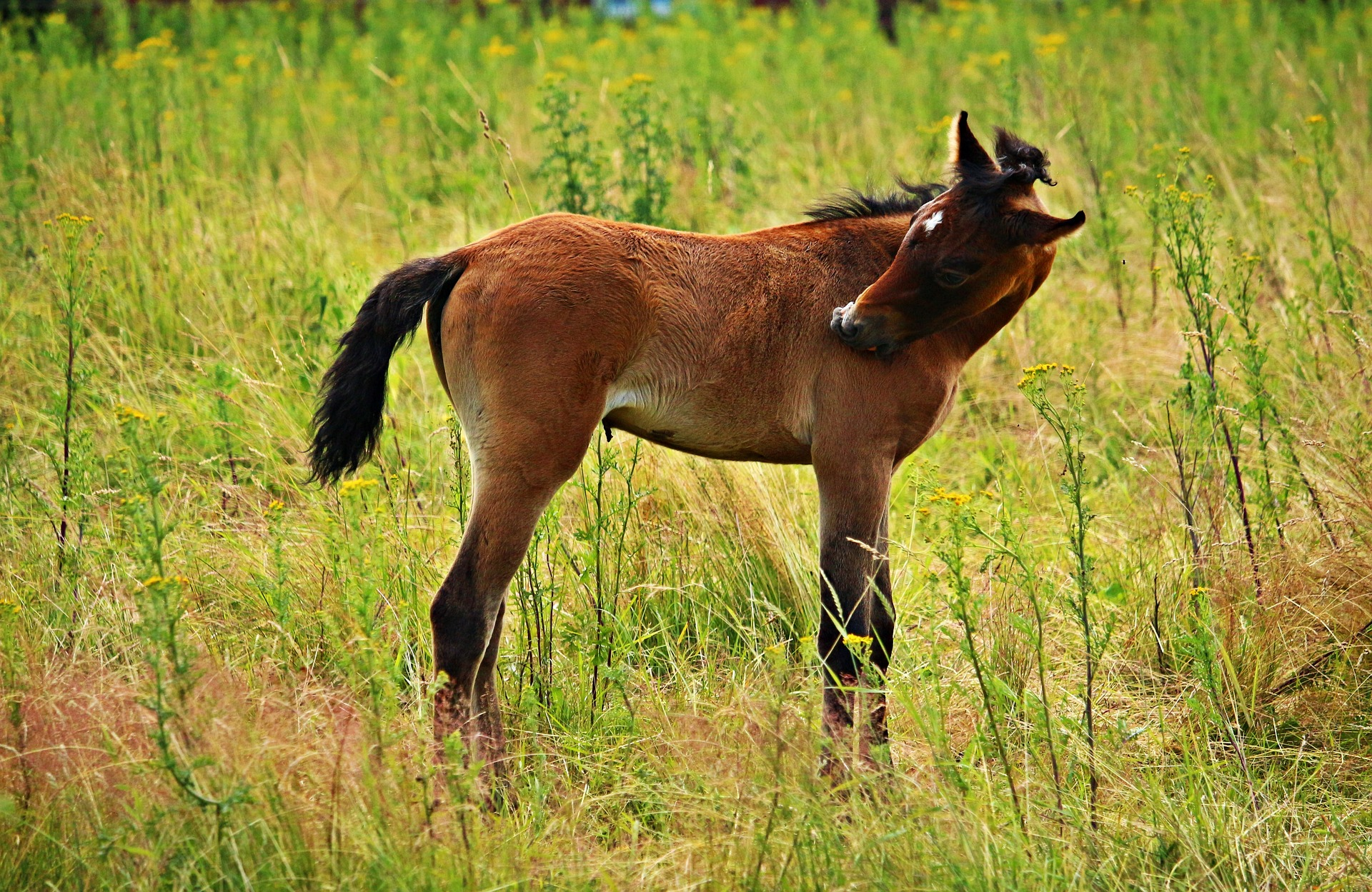 Pferd kratzt sich selbst weil es Juckreiz hat