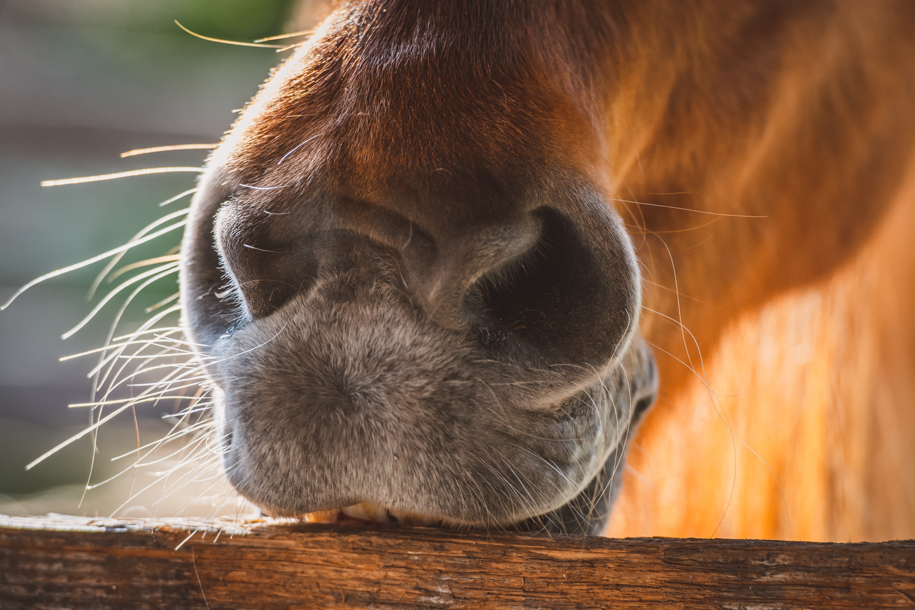 Pferd mit Stress beim Koppen von seewinkler