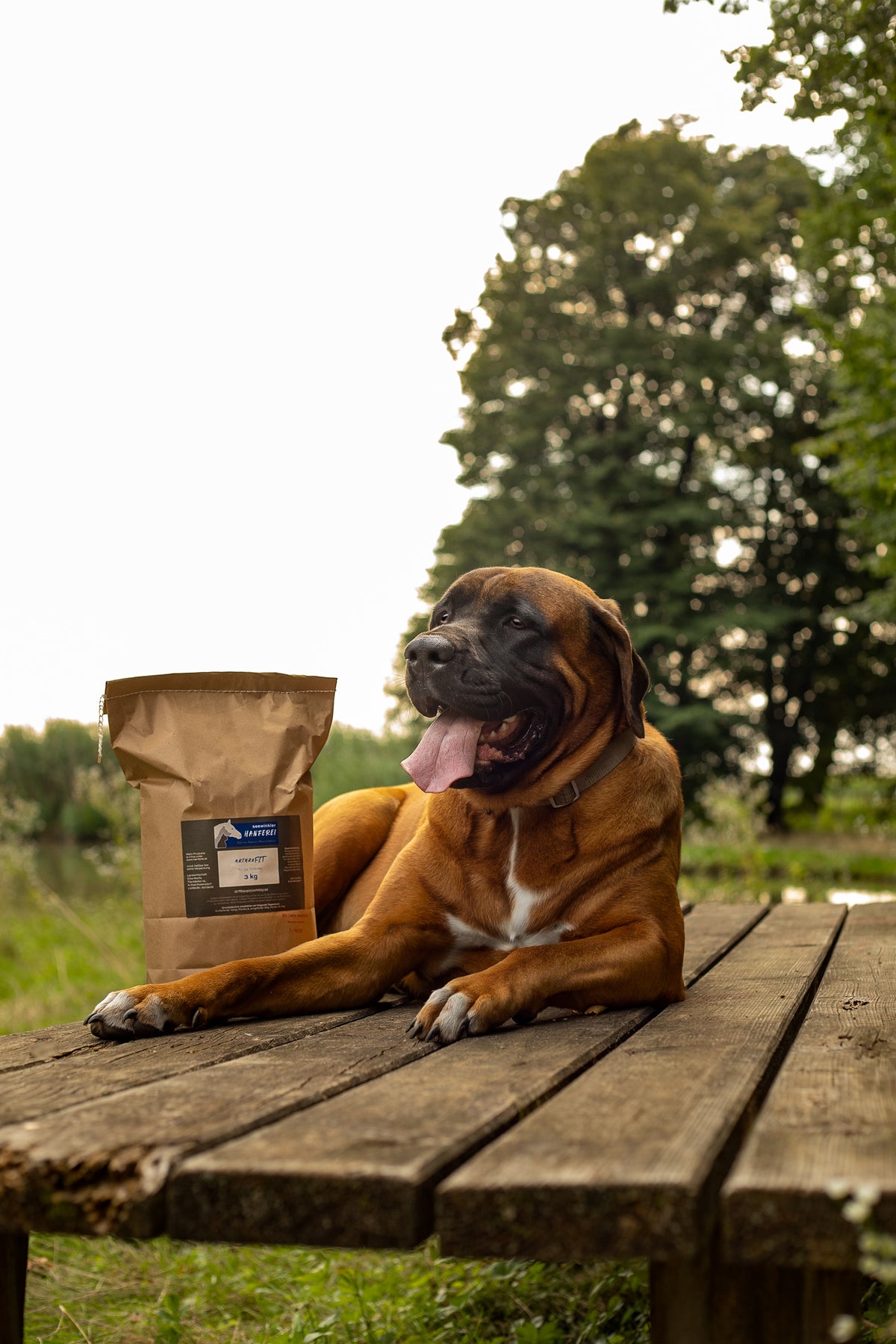 seewinkler arthroFIT auf einem Tisch mit Hund