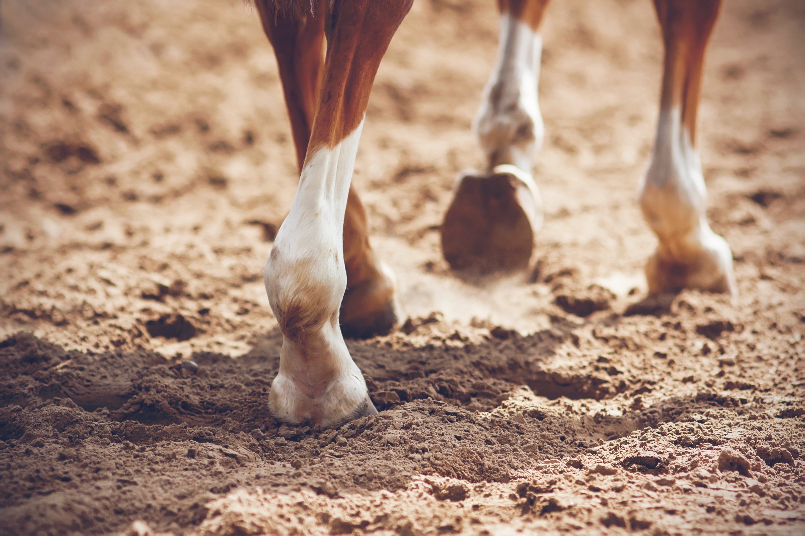 Seewinkler Kategoriebild für Arthrose - die Hufe eines Pferdes im Sand