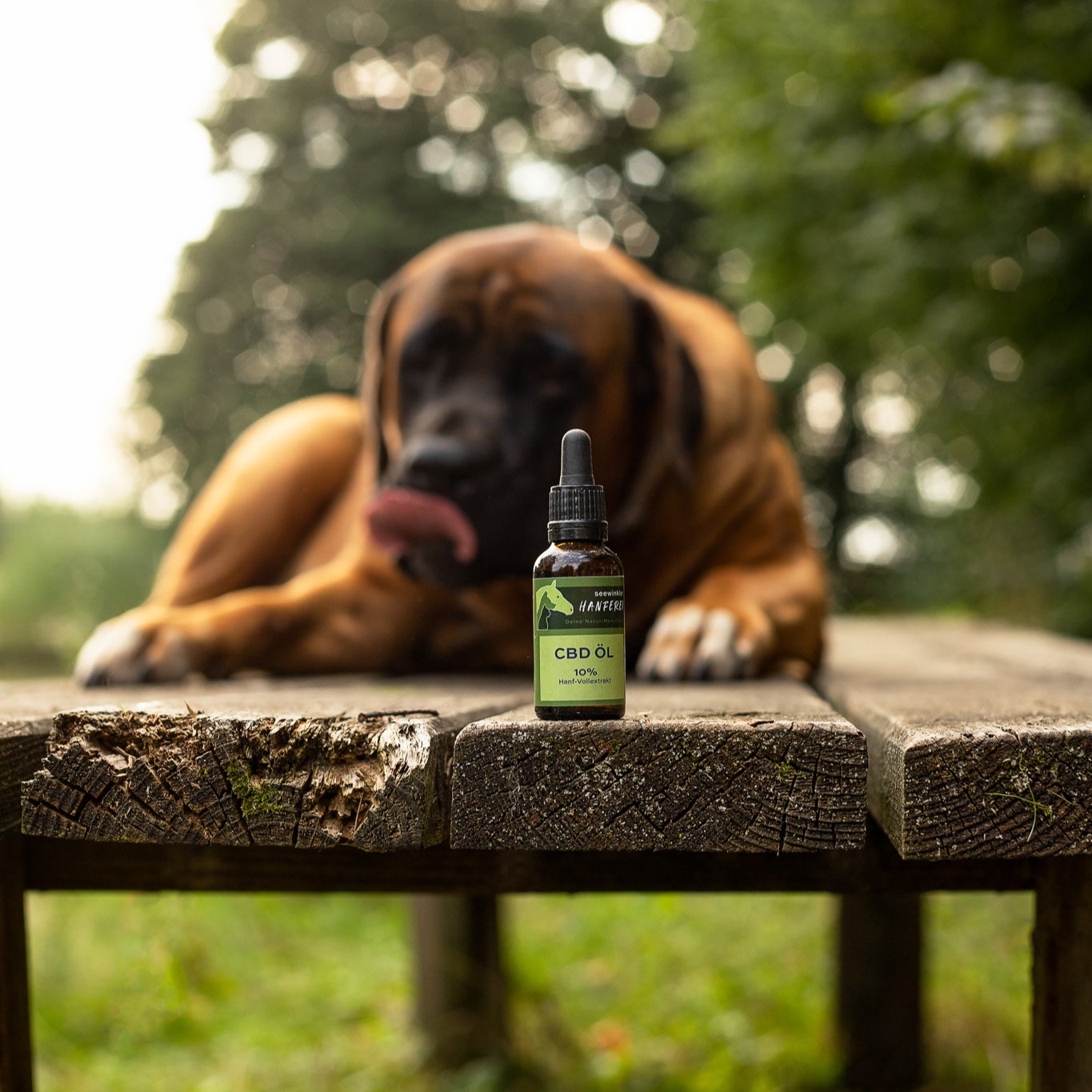 seewinkler CBD Öl 10% auf Tisch mit Hund im Hintergrund