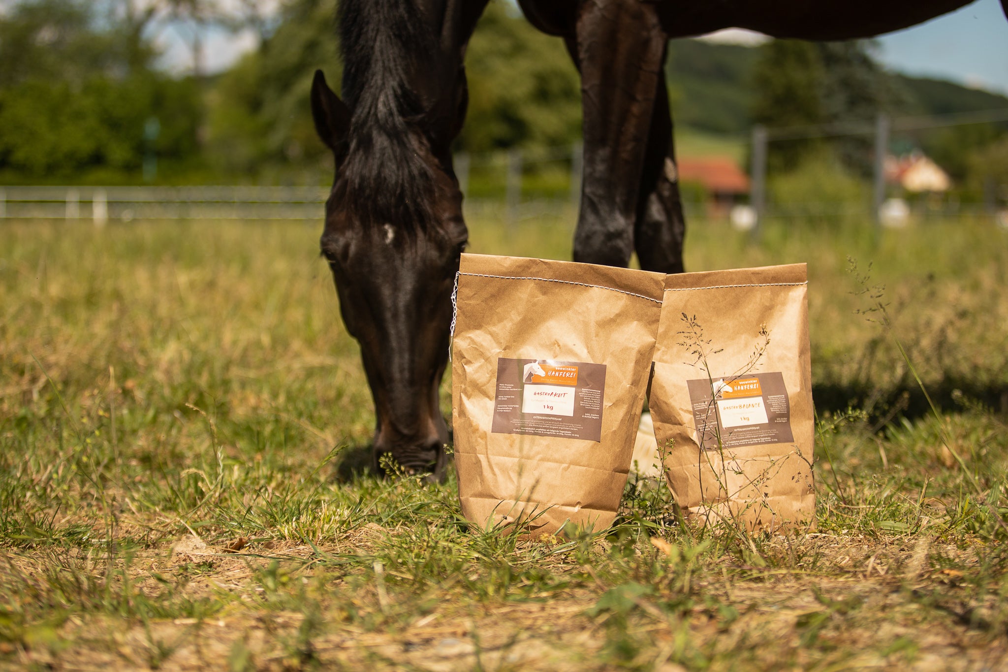seewinkler gastroAKUT und gastroBALANCE auf Wiese mit Pferd