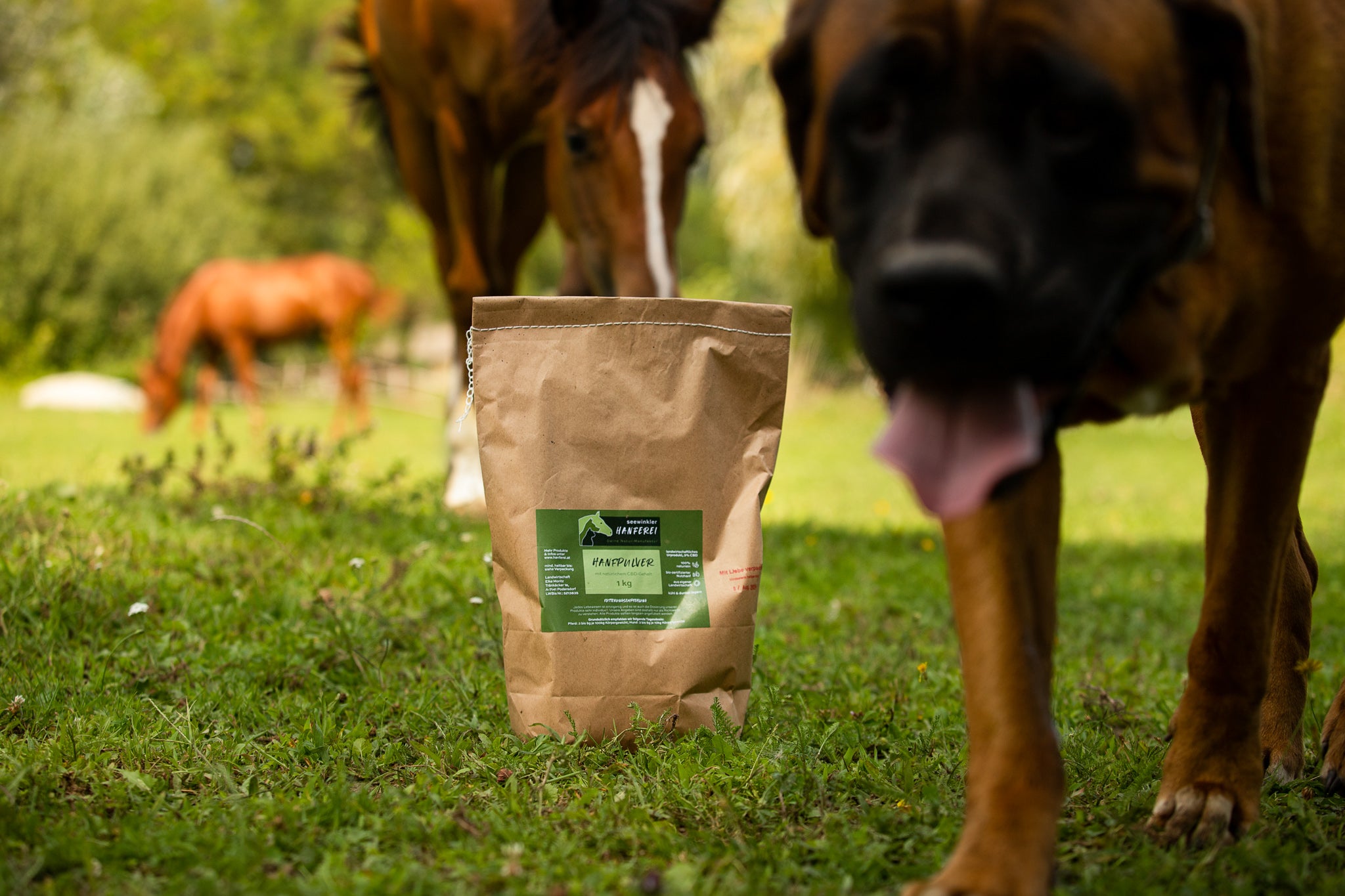 seewinkler Hanfpulver mit Hund und Pferd