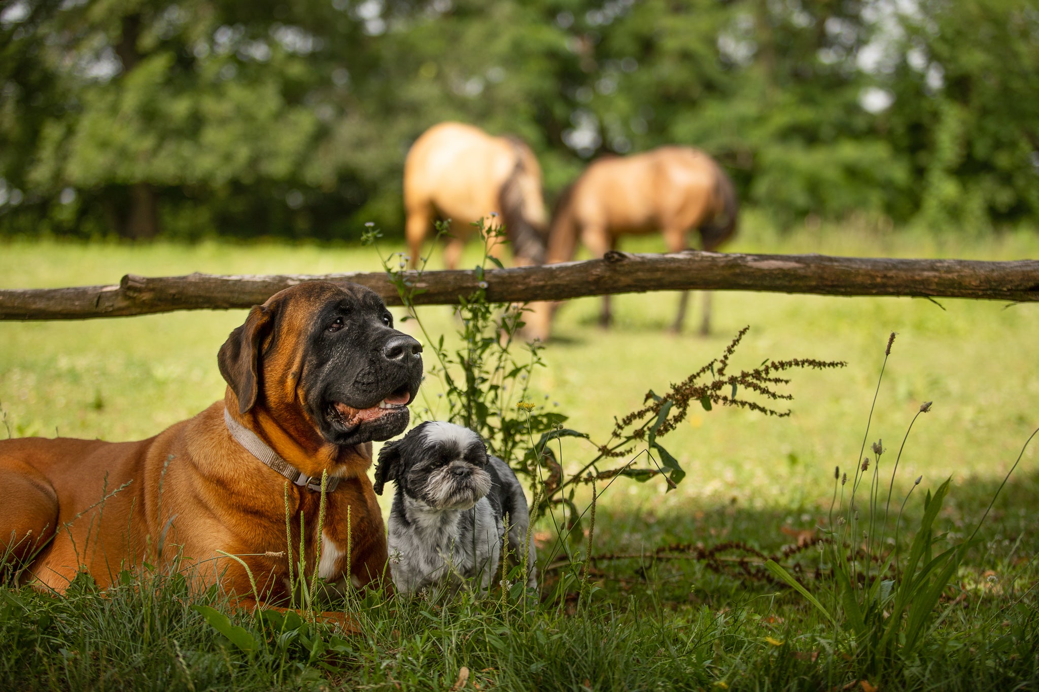 seewinkler Hunde auf der Wiese