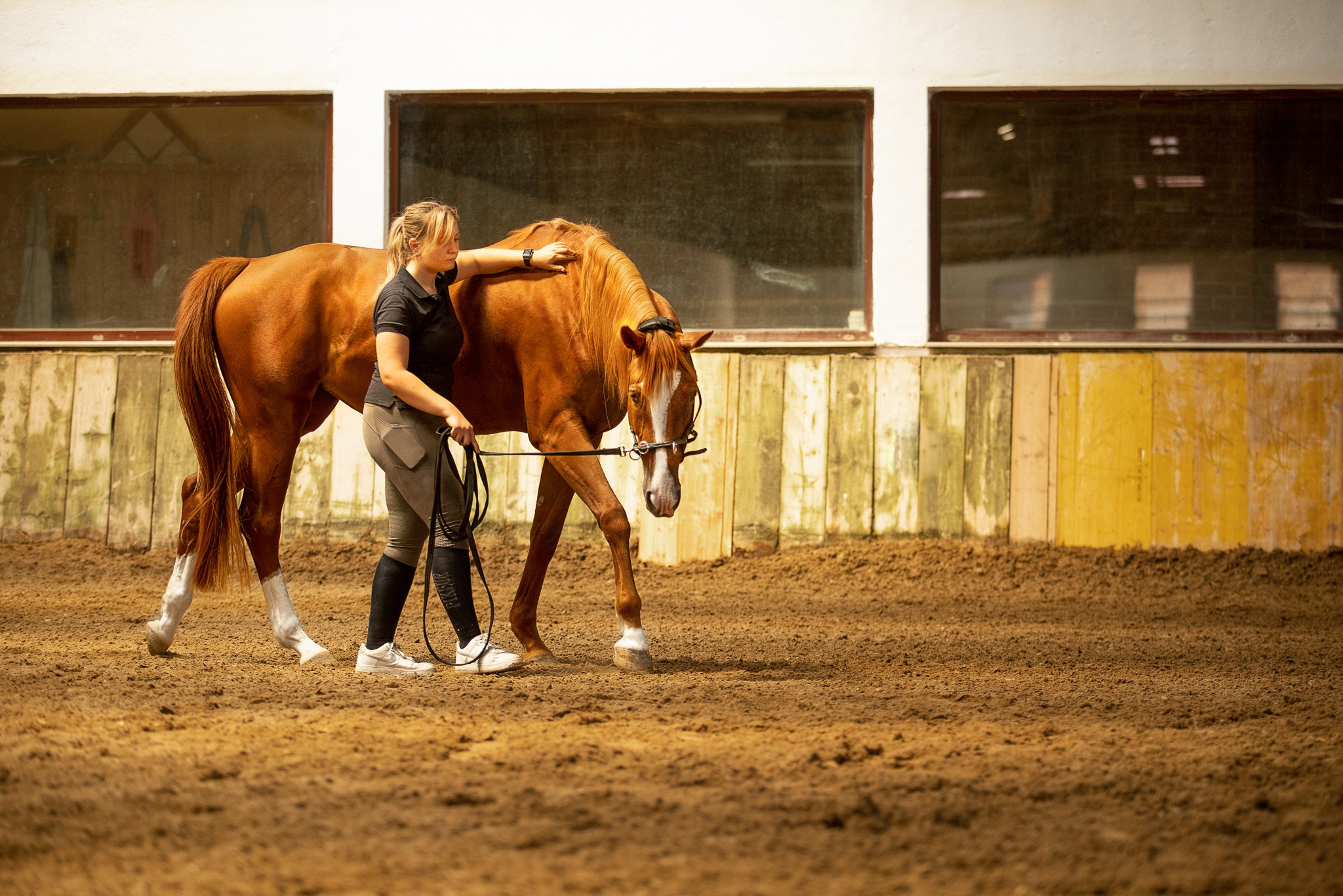 Seewinkler Kategoriebild für Muskelaufbau, PSSM & Sport mit einem Pferd bei der Bodenarbeit