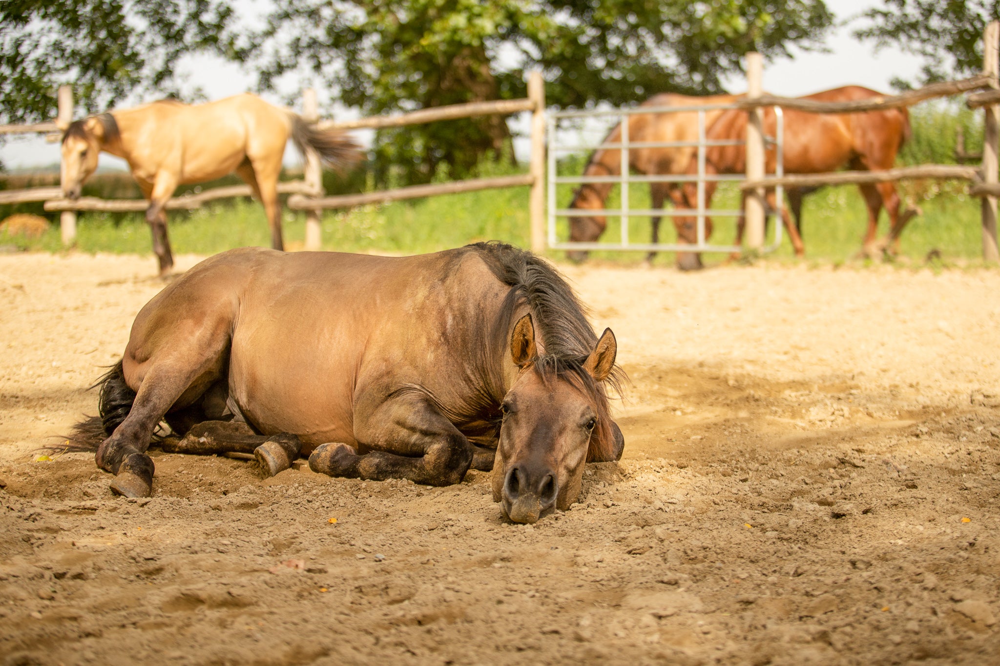Seewinkler Pferd liegt im Sand und ist entspannt
