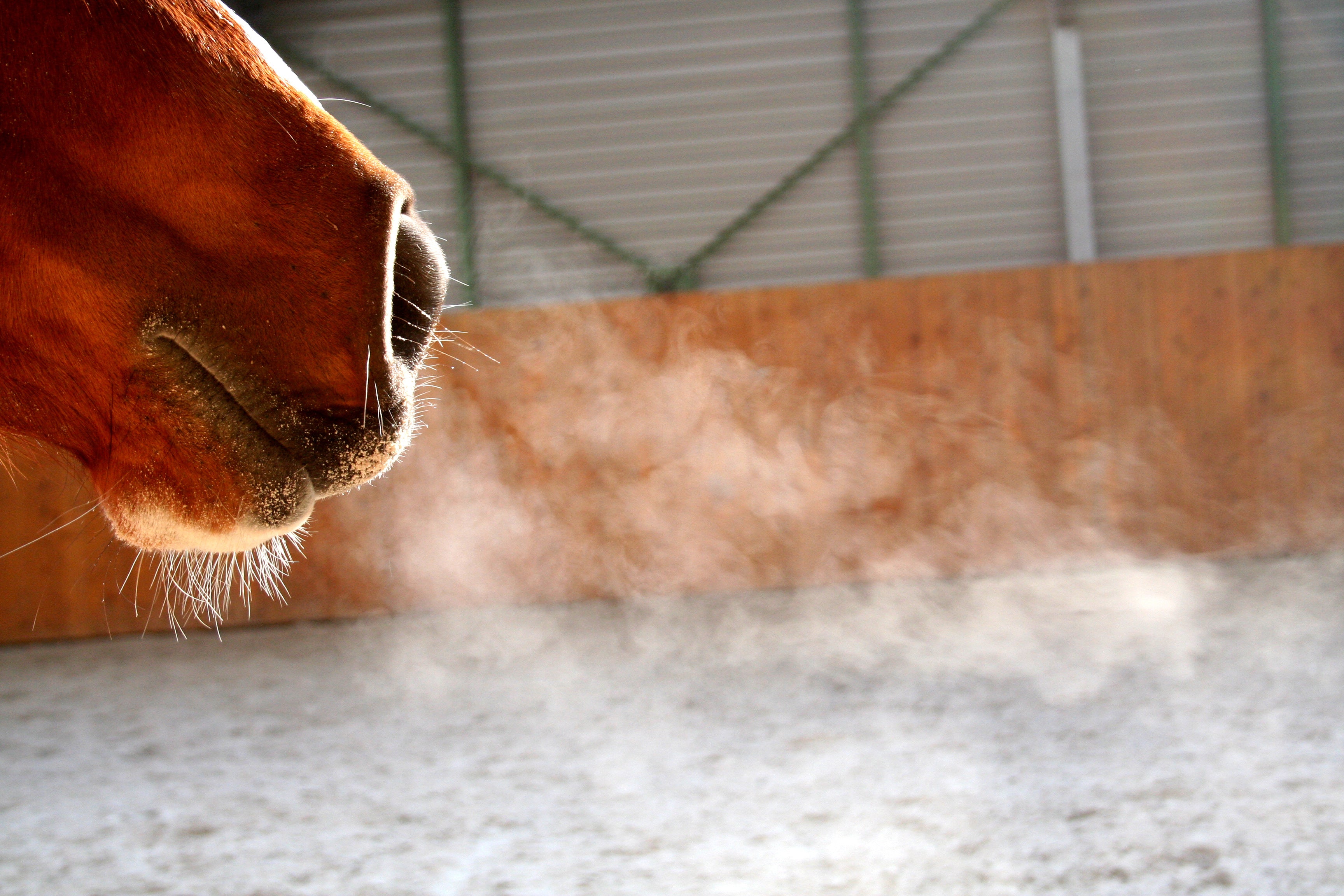 Eine Pferdenase symbolisch für die Kategorie Allergie, COPD und Asthma beim Pferd