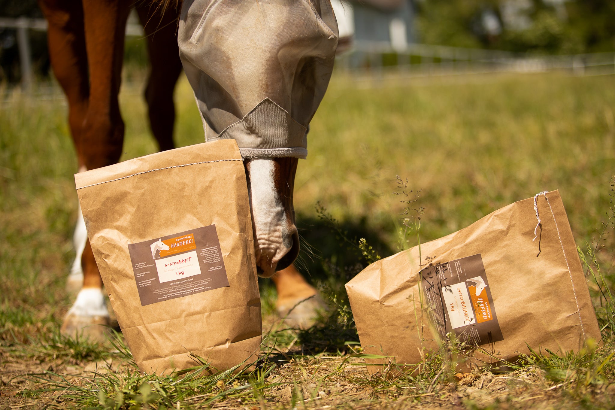 seewinkler gastroAKUT und gastroBALANCE werden von einem Pferd inspiziert
