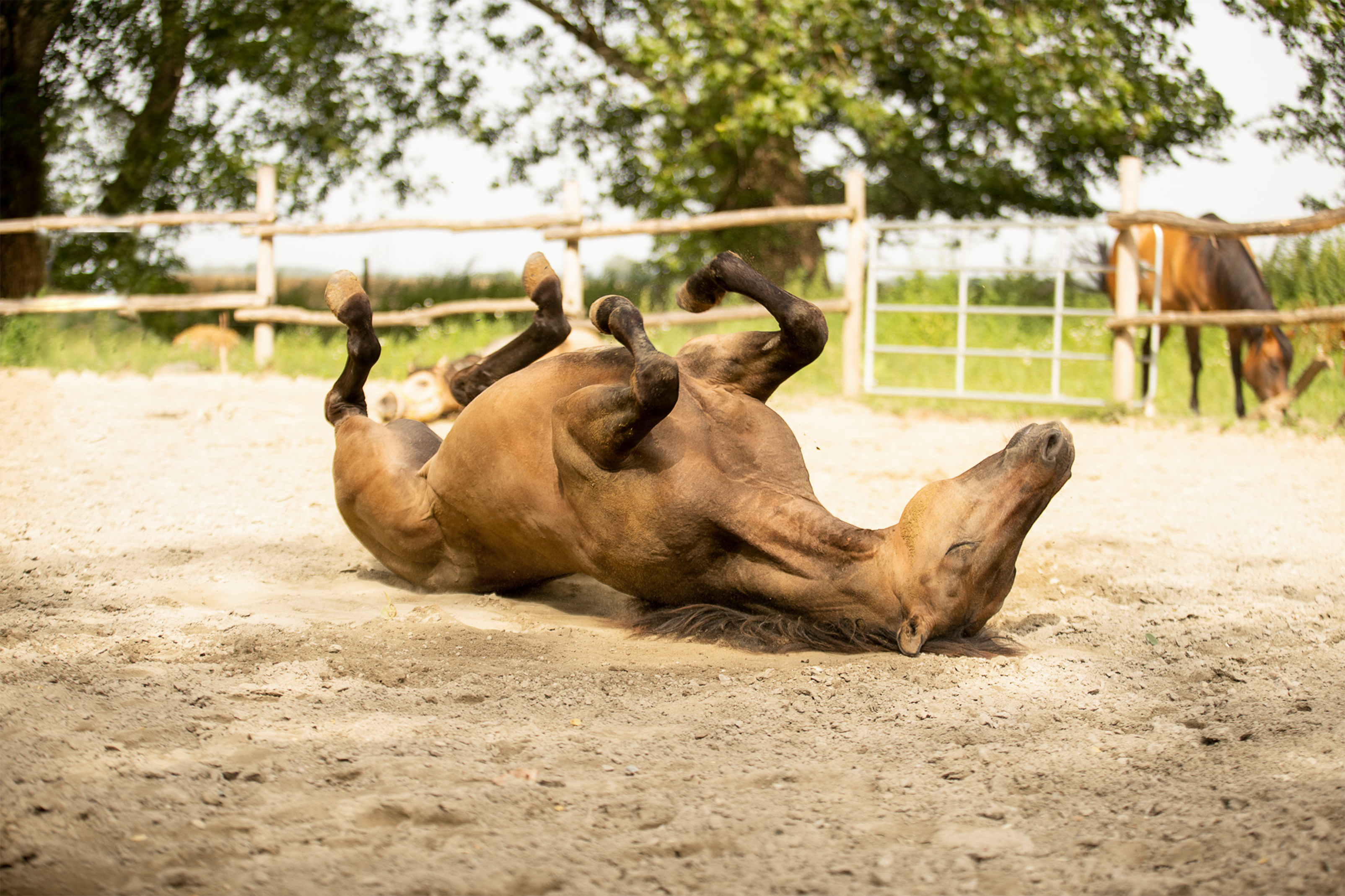Pferd auf der Weide – mögliche Anzeichen von Stoffwechselproblemen erkennen