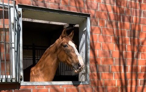 Pferd Disco steckt den Kopf aus der Box