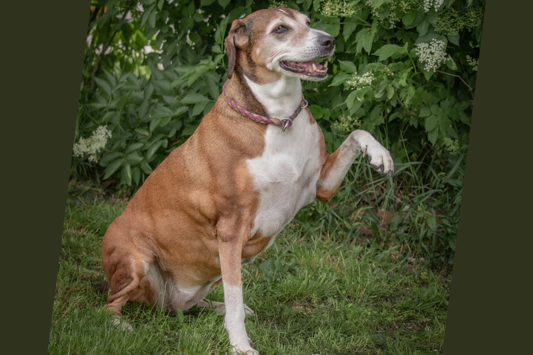 Kundenfoto eines Hundes zum Seewinkler Erfahrungsbericht