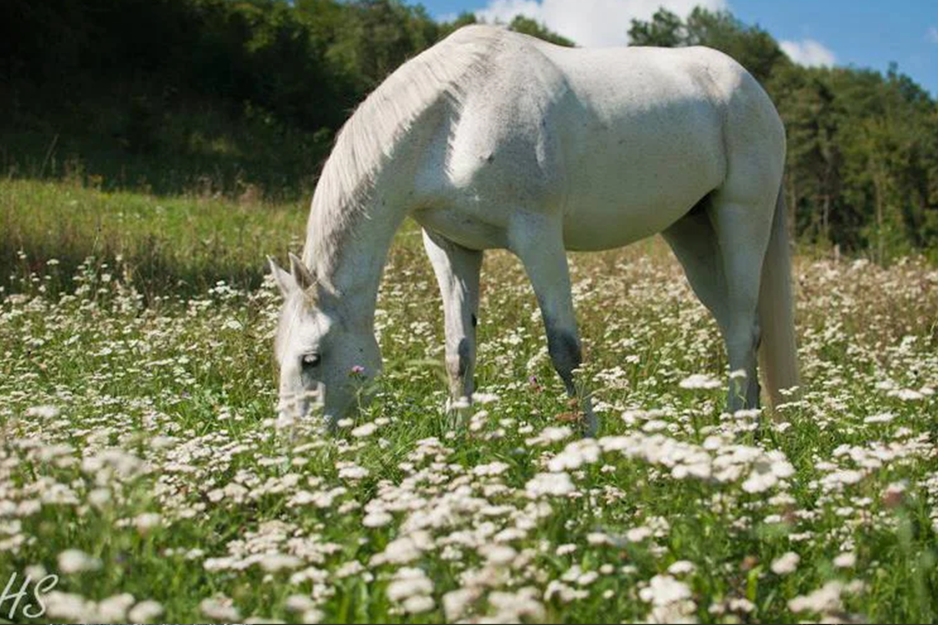 India mit fortgeschrittener Arthrose im Karpalgelenk