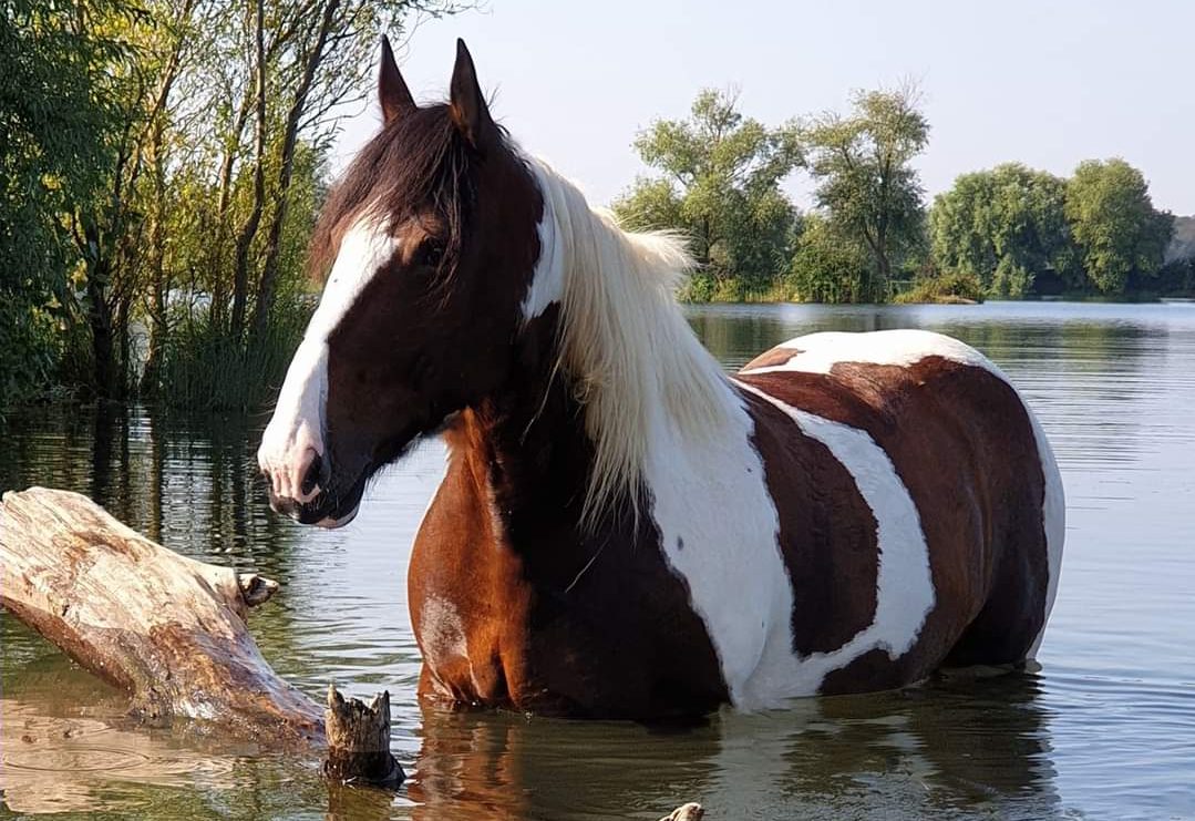 Magenpferd Maggie badet im Fluss 