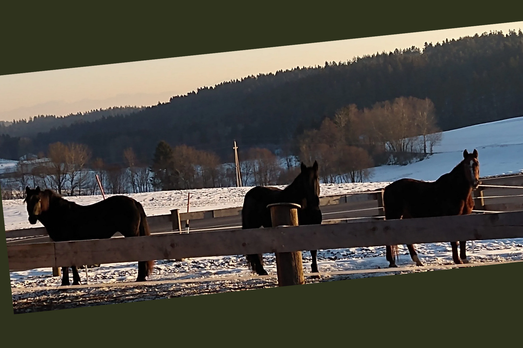 Pia und ihre 3 Stuten