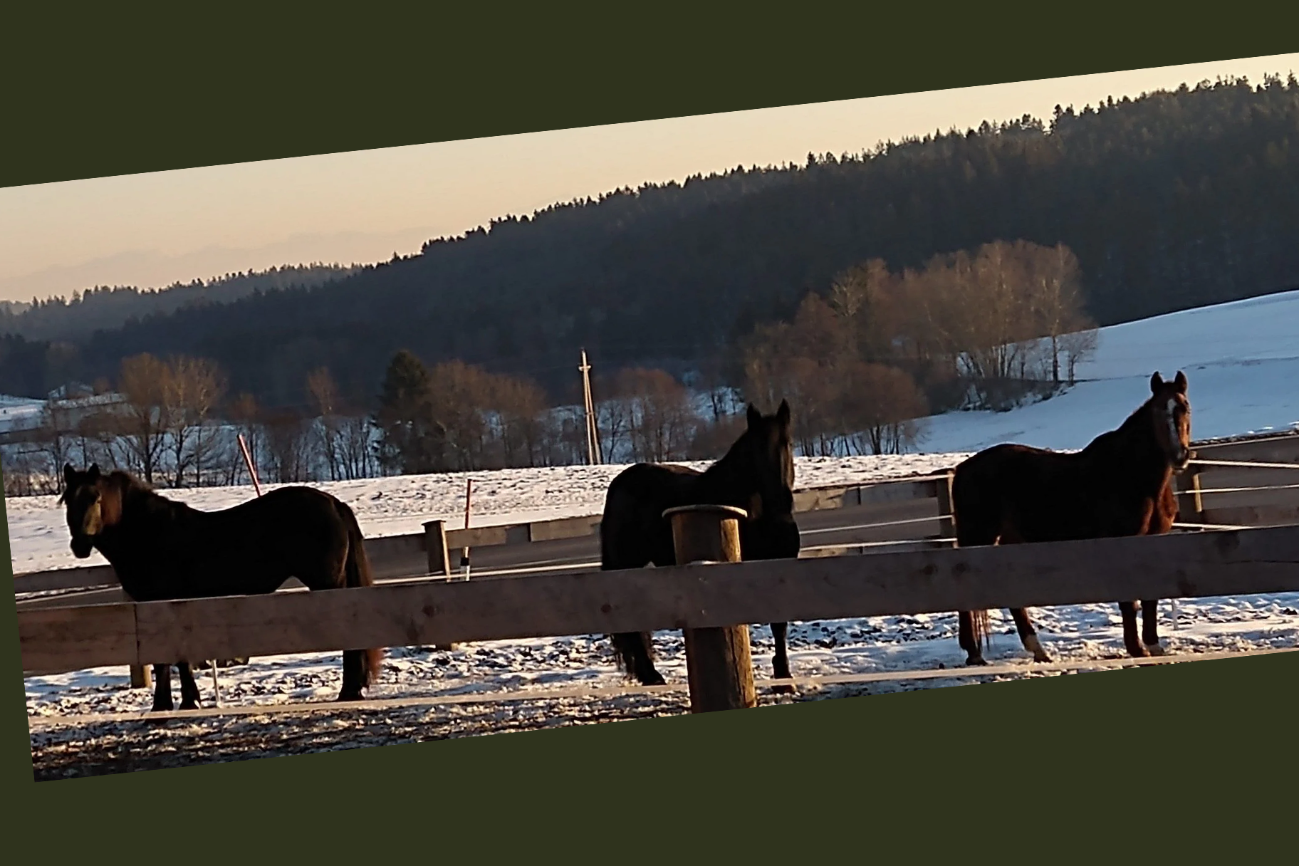Kundenfoto eines Pferdes zum Seewinkler Erfahrungsbericht