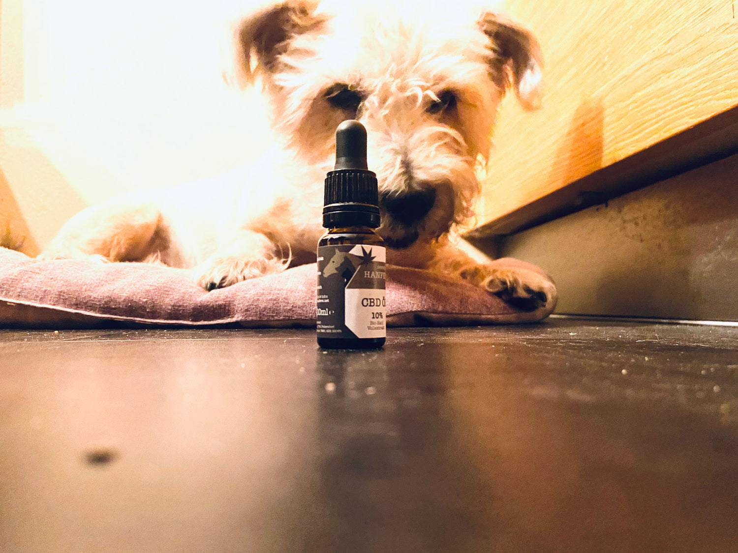 ängstlicher Arthrose-Hund Rico mit Seewinkler CBD-Öl