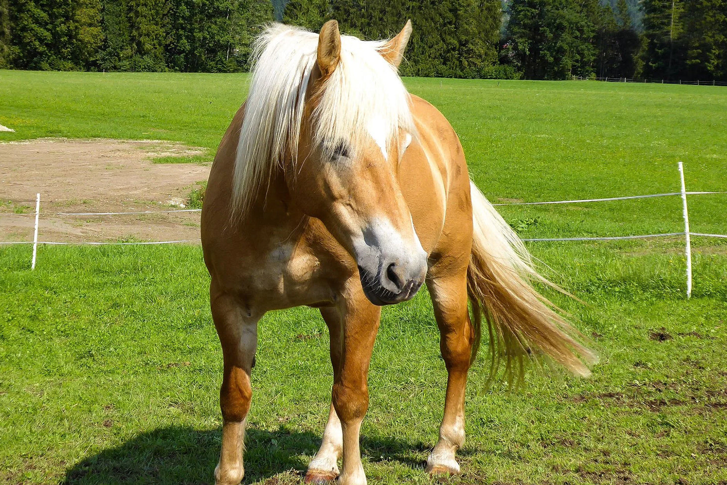 Hanfpulver bei einem stoffwechselkrankten Pferd