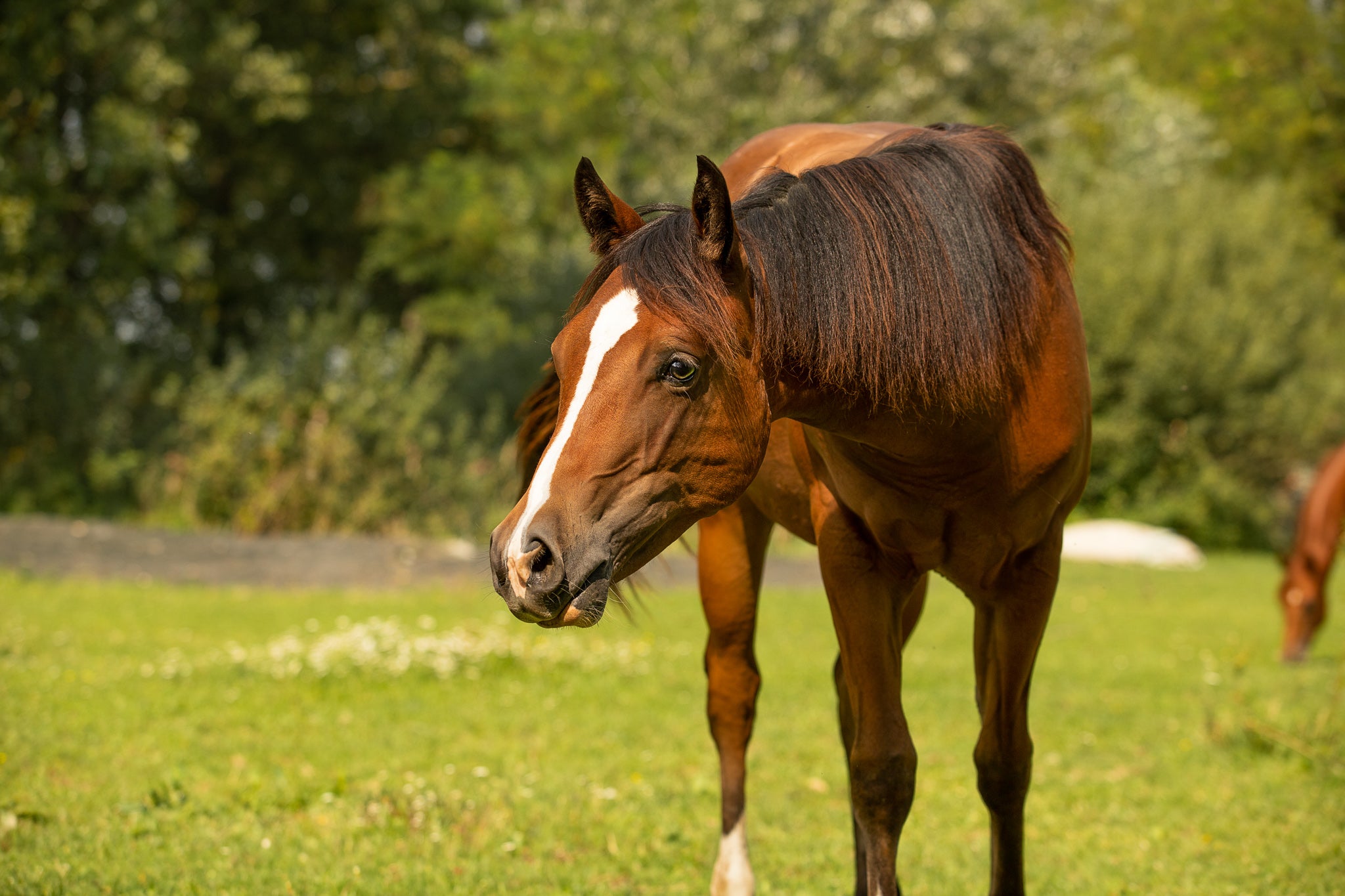 Pferd auf Wiese mit Bäumen 