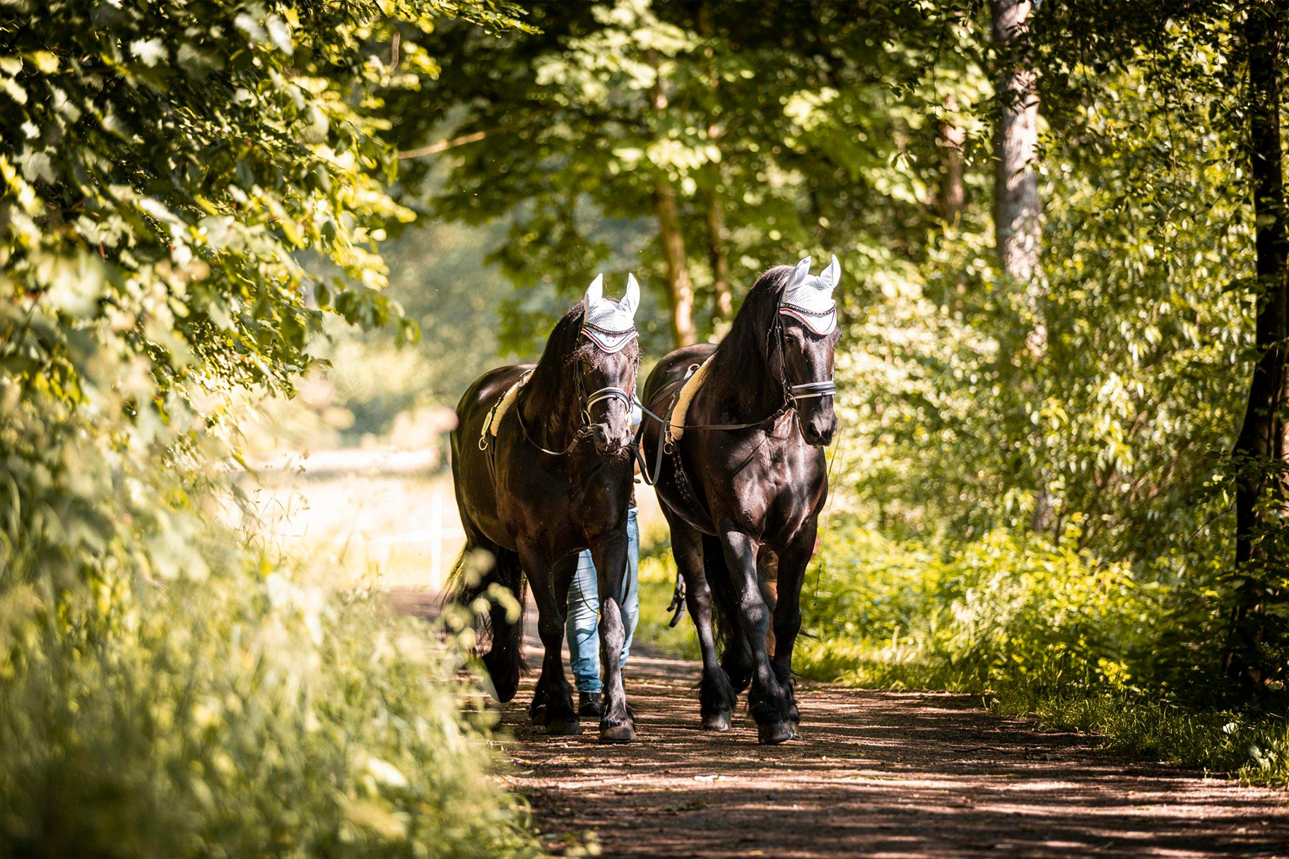 Die Friesen Sam und Eleco laufen dank Seewinkler arthroFIT lahm- und schmerzfrei vor einer Kutsche im Wald