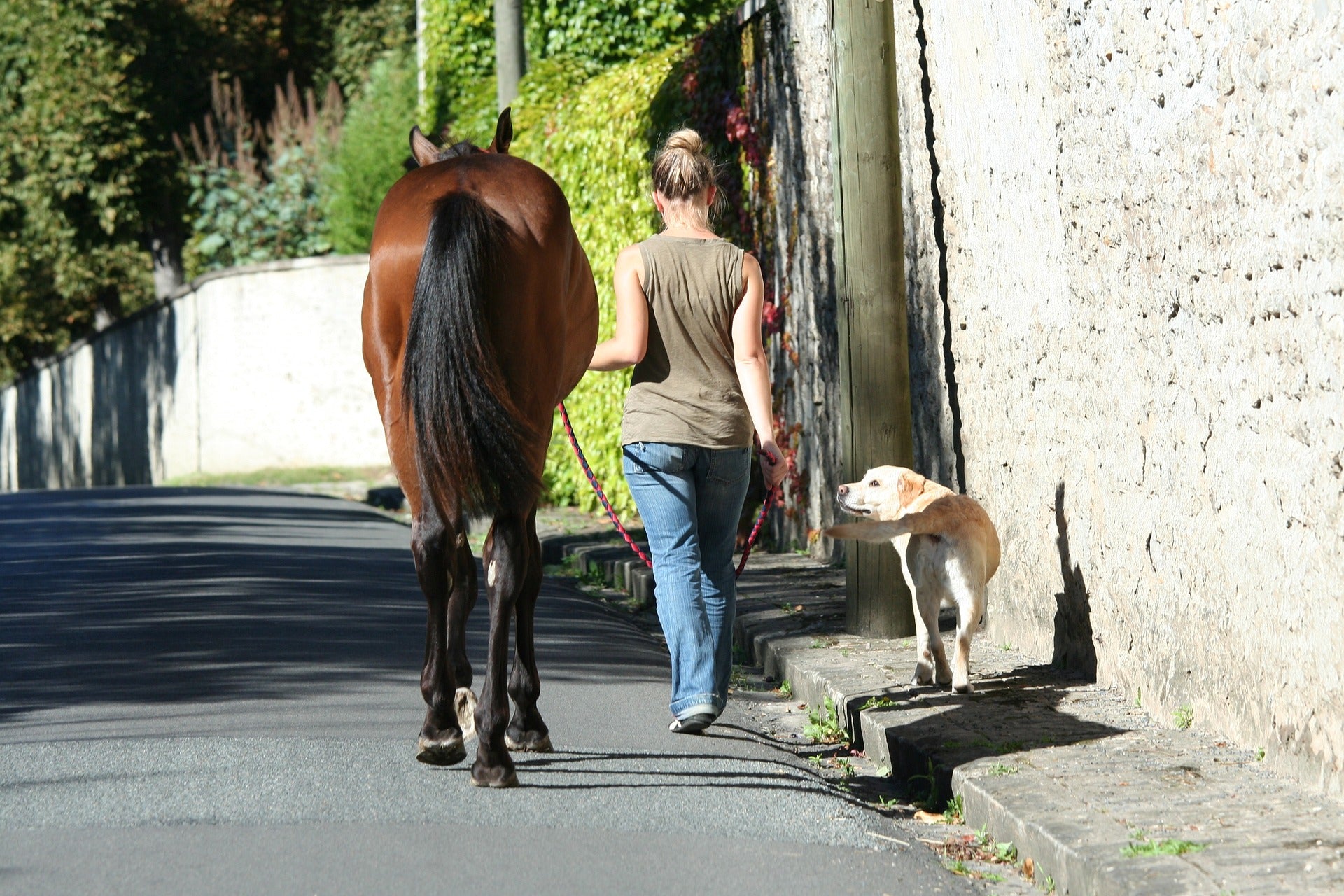 Birgits Tiere profitieren enorm von CBD