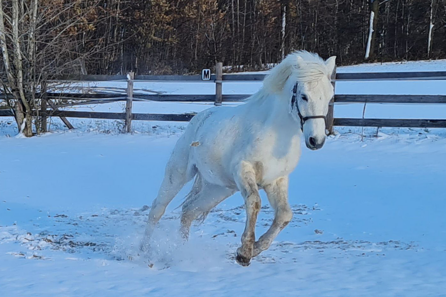 Das 22-jährige Pferd Charly spielt dank Seewinkler arthroFIT im Schnee