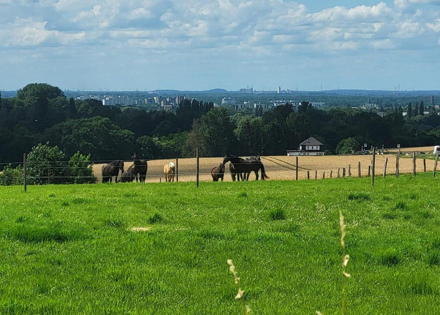 Holsteiner dank stressAWAY entspannt in der Herde