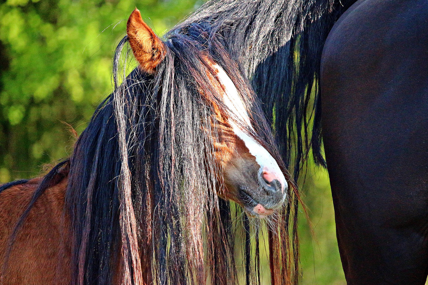 Headshaking, Koppen und weitere Stress- & Nervenprobleme bei Pferden