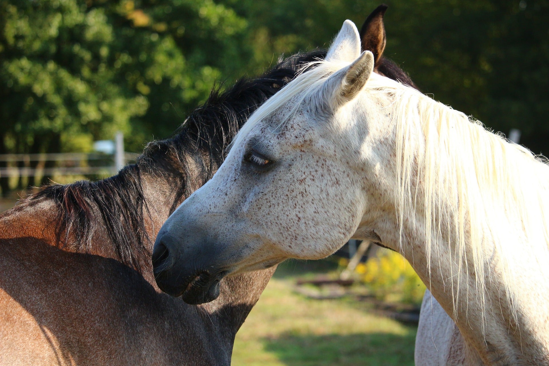 Pferd auf der Weide – Allergien und sensible Haut begleiten