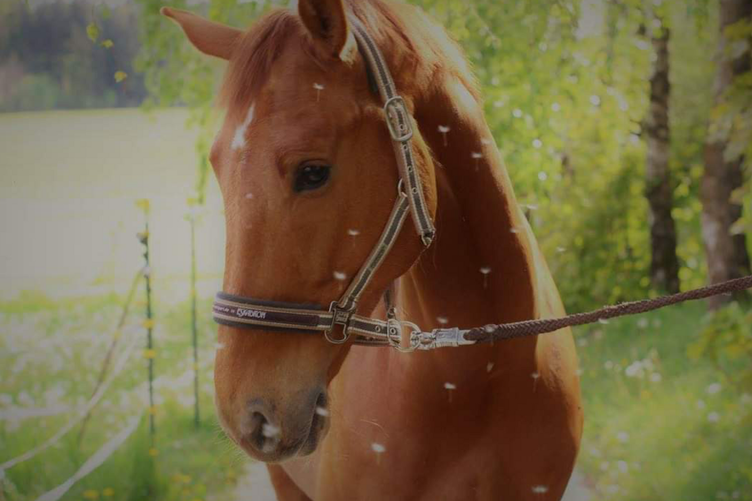 Pferd Jethro mit Shivering & Muskelkrämpfen bekommt Seewinkler Naturprodukte