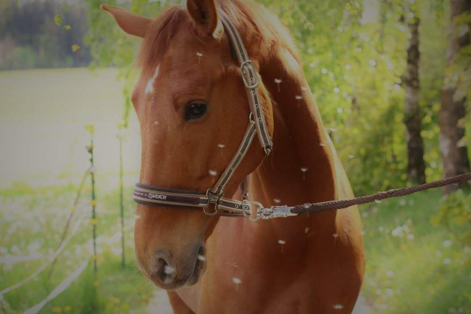 Pferd Jethro mit Shivering & Muskelkrämpfen bekommt Seewinkler Naturprodukte