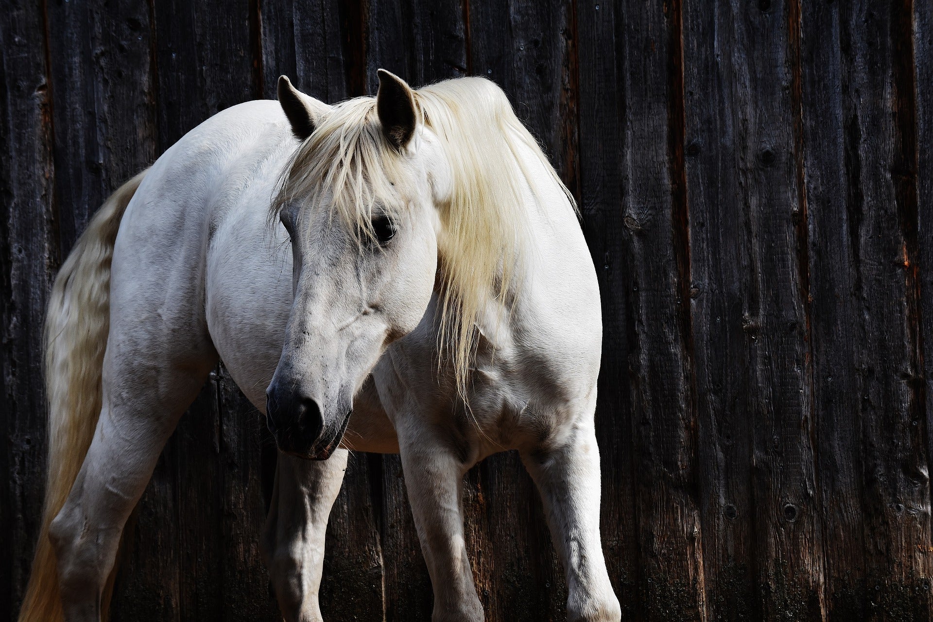 Pferd mit Vitalpilze und CBD-Produkte von Seewinkler Naturprodukte zur Unterstützung des Pferdestoffwechsels im Winter und während des Fellwechsels.