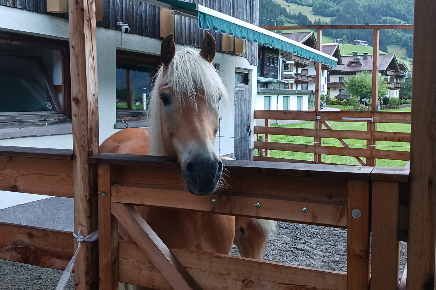 Haflinger dank arthrofit und Hanfpulver wohl auf nach einer Schleimbeutelentzündung