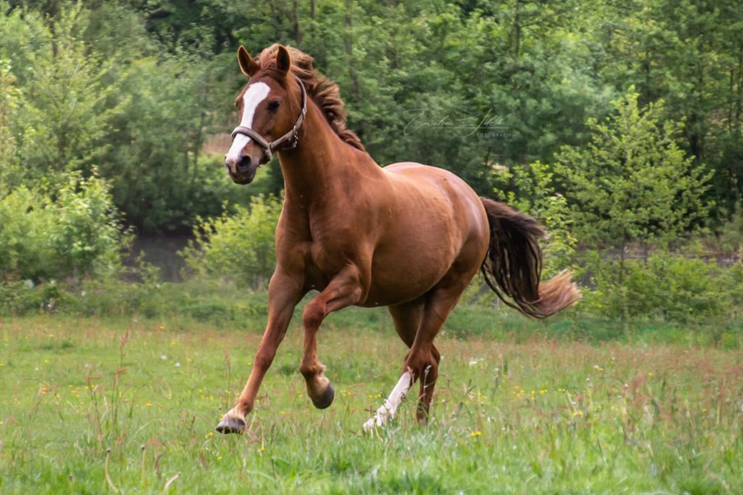 Pferd Yuma trabt dank Seewinkler arhtroFIT & stressAWAY locker über eine Wiese